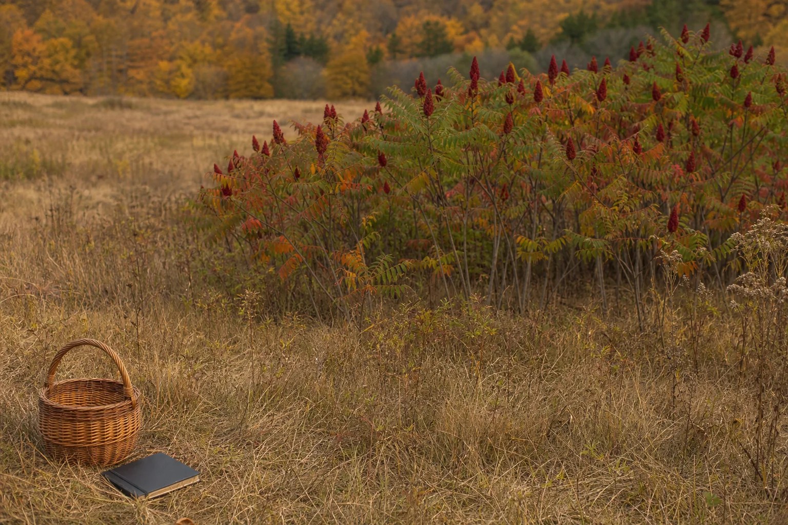 An autumn smooth-sumac colony with upright red fruit clusters, a closed notebook, and an empty basket.