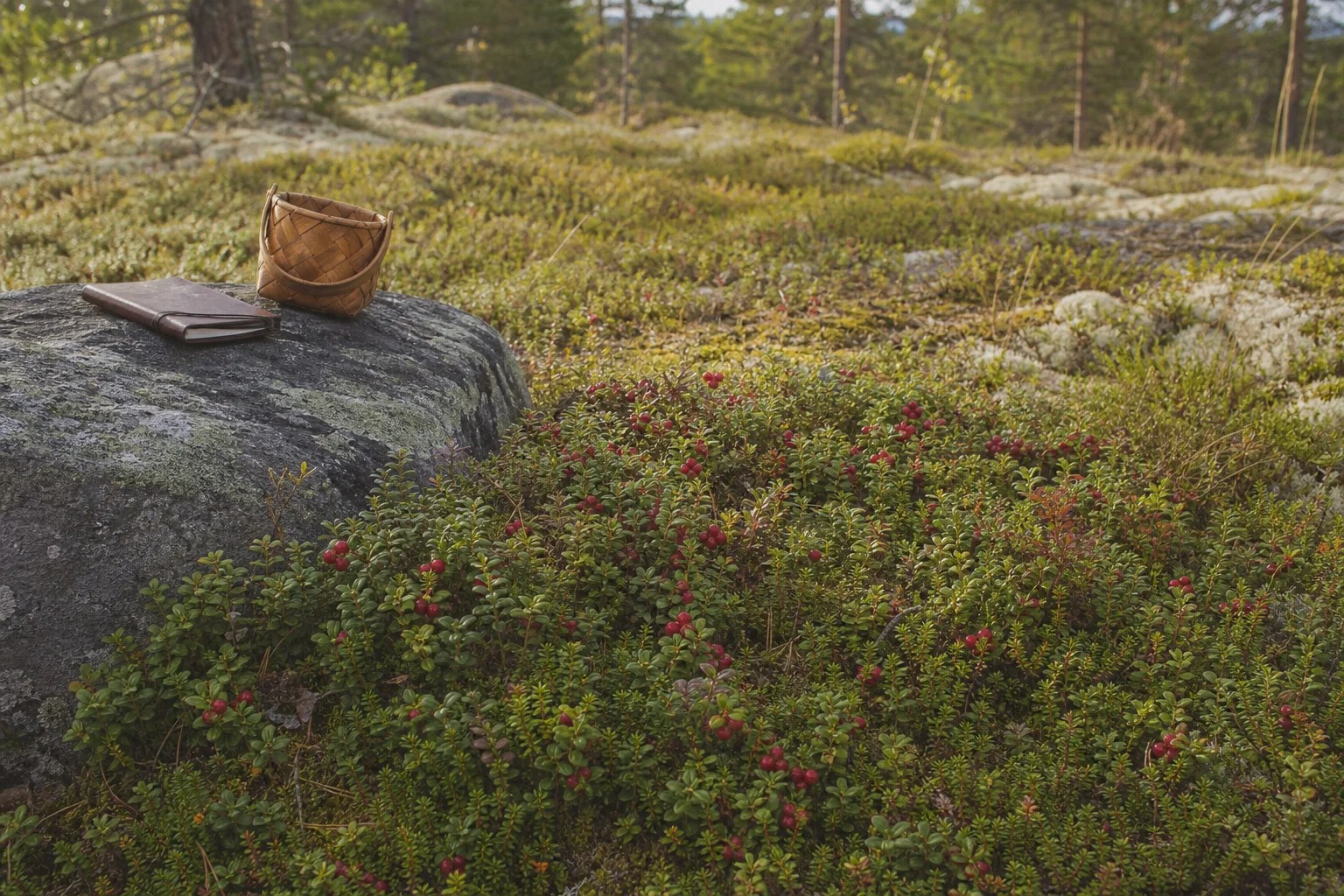 A broad boreal patch of red lingonberries beside a closed notebook and empty basket.