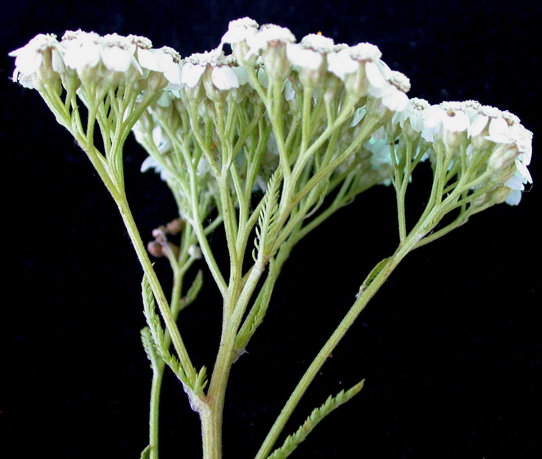 Yarrow showing stem, feathery divided leaves and flat-topped white flower clusters.