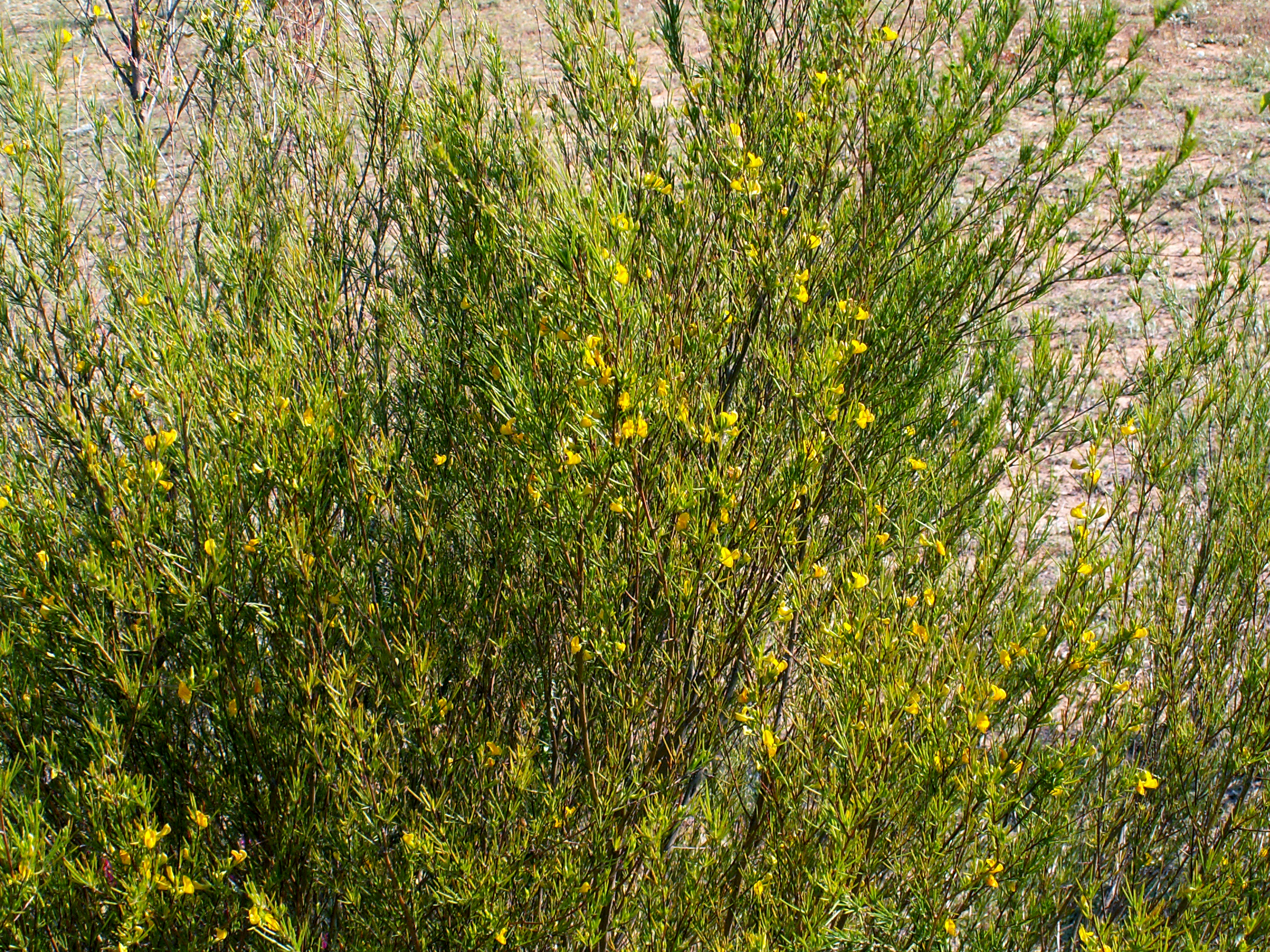 A living rooibos shrub in South African fynbos with fine needle-like green foliage and small yellow flowers.