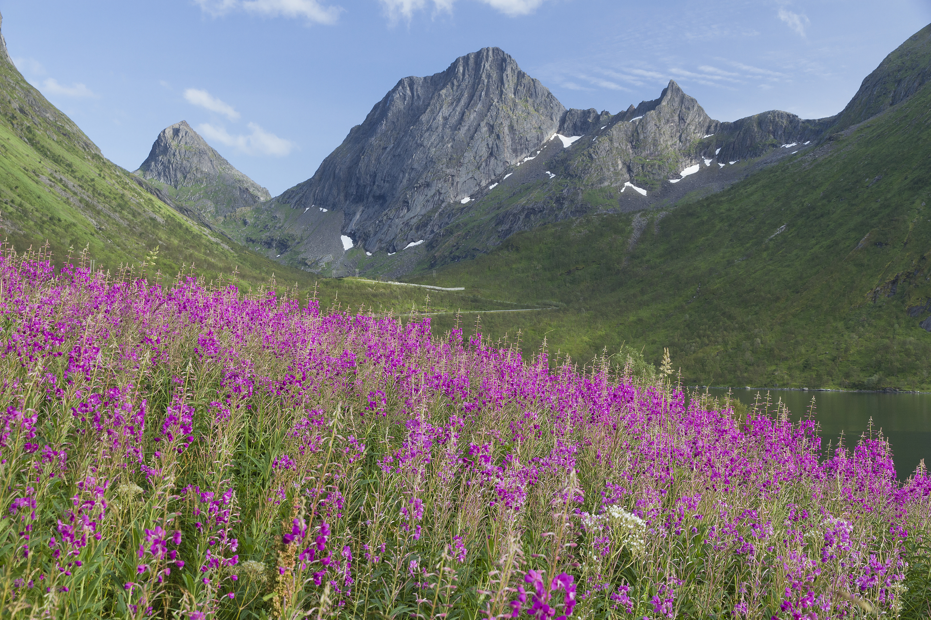 A hillside of tall magenta fireweed flower spikes in full bloom below mountains.