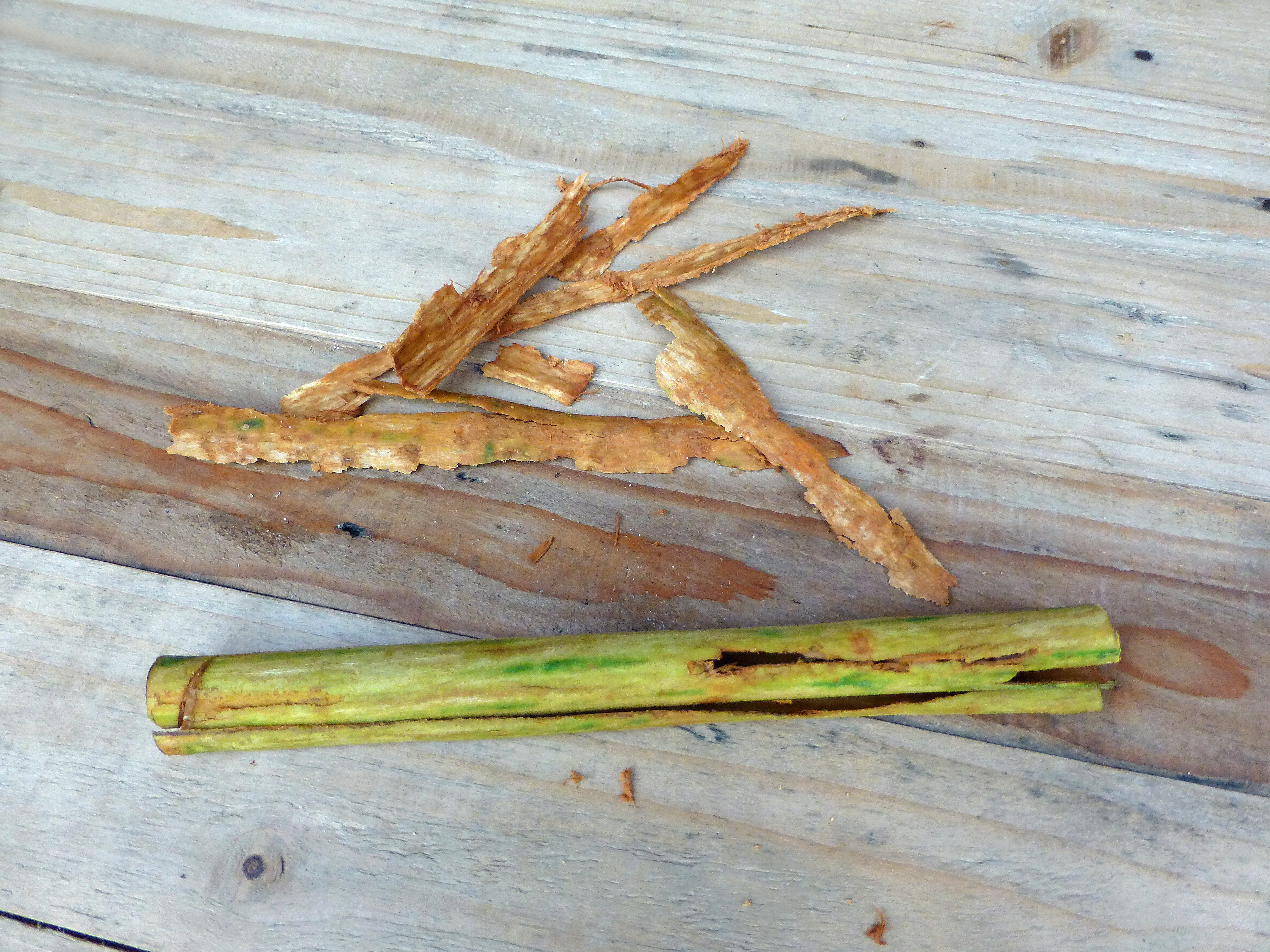 Freshly peeled strips of cinnamon bark beside a peeled green stem, on wood.