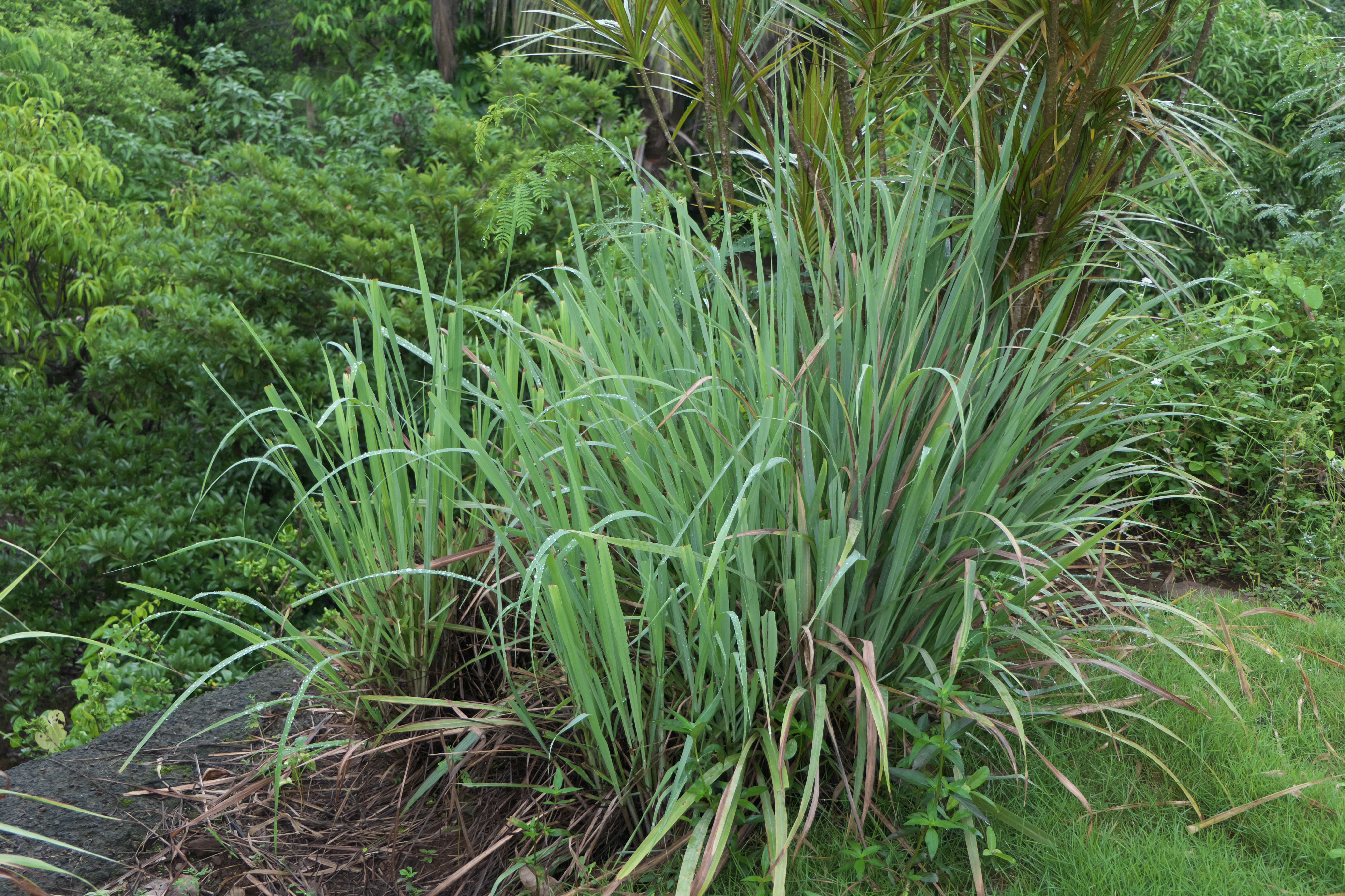 A large healthy lemongrass clump growing in the ground.