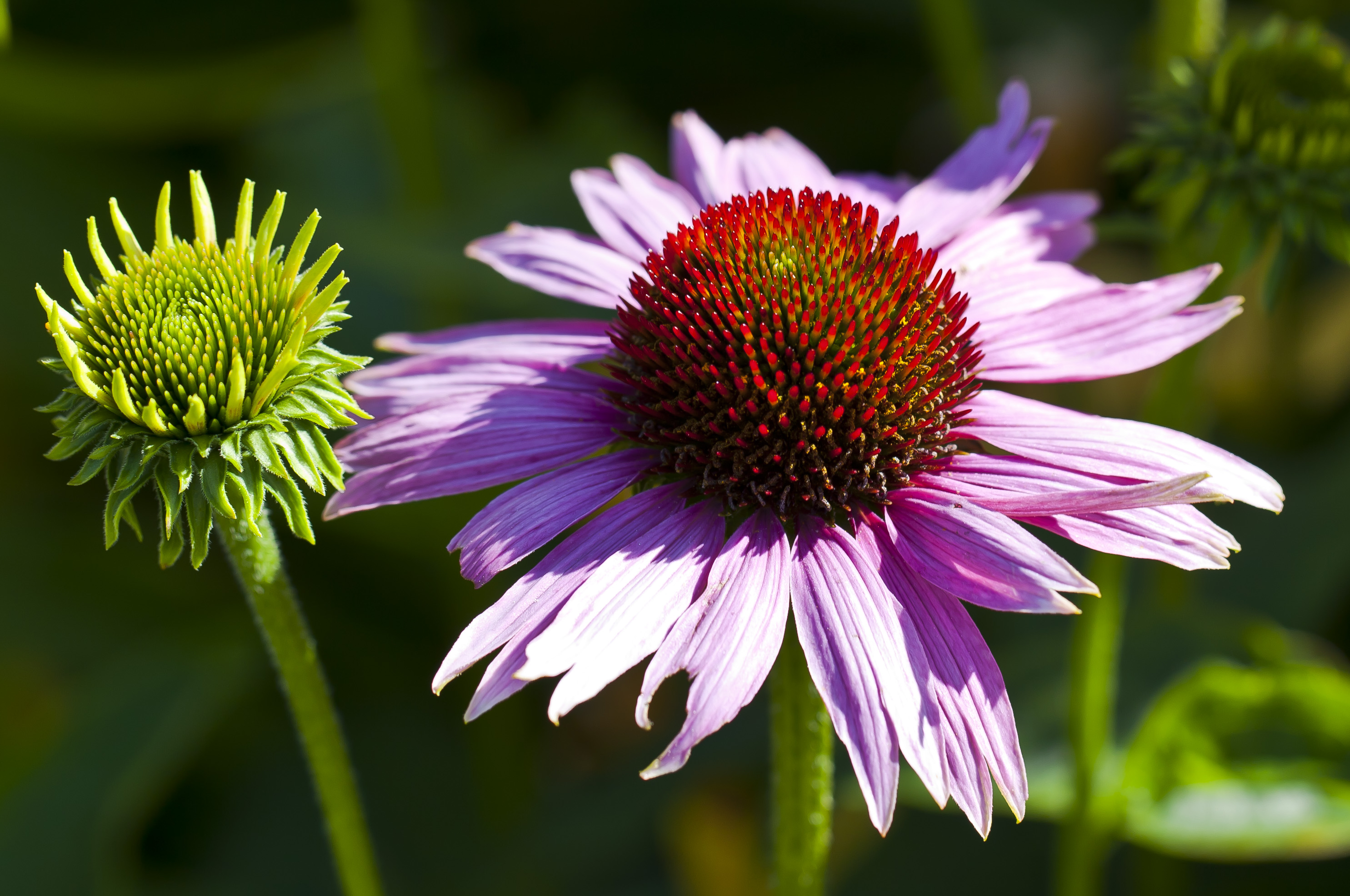 An open purple coneflower with reflexed pink-purple rays and a spiny orange-brown central cone.