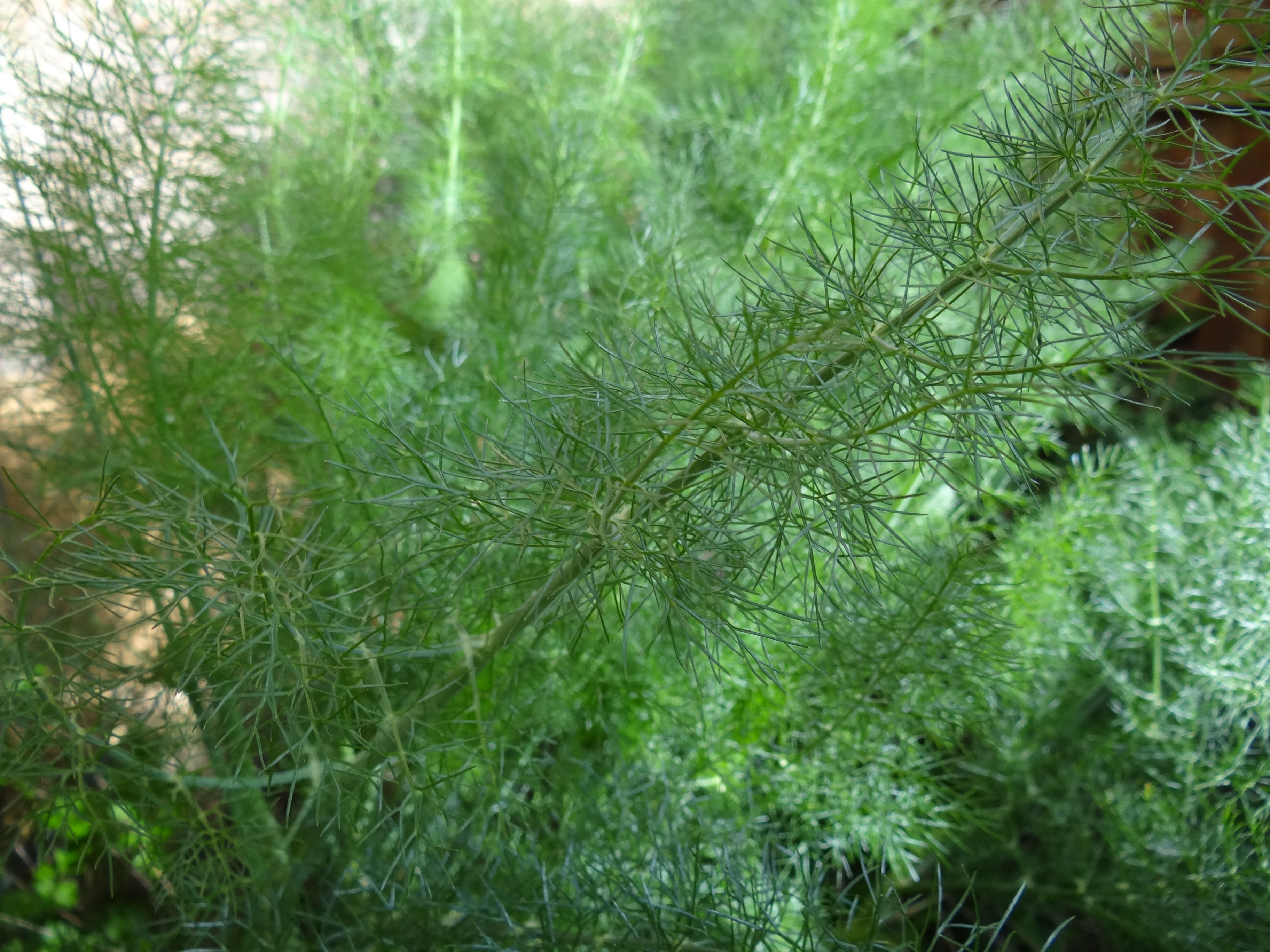 A growing fennel clump showing thread-fine, blue-green feathery foliage on upright stems.