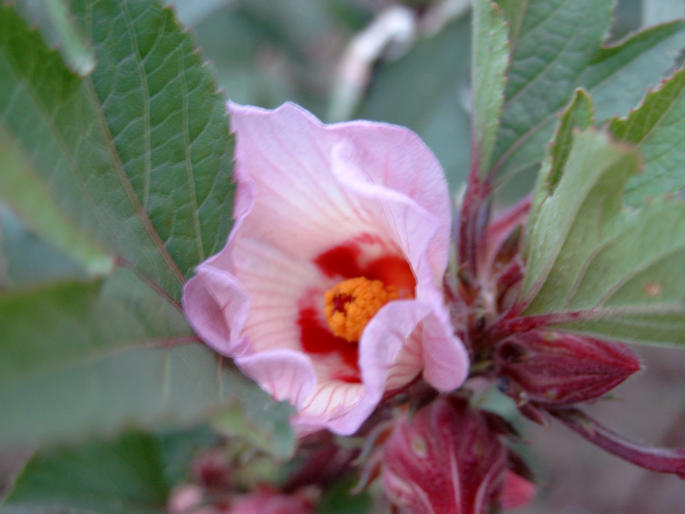 A roselle flower with pale pink petals and dark red throat, the swollen red calyx visible at its base.