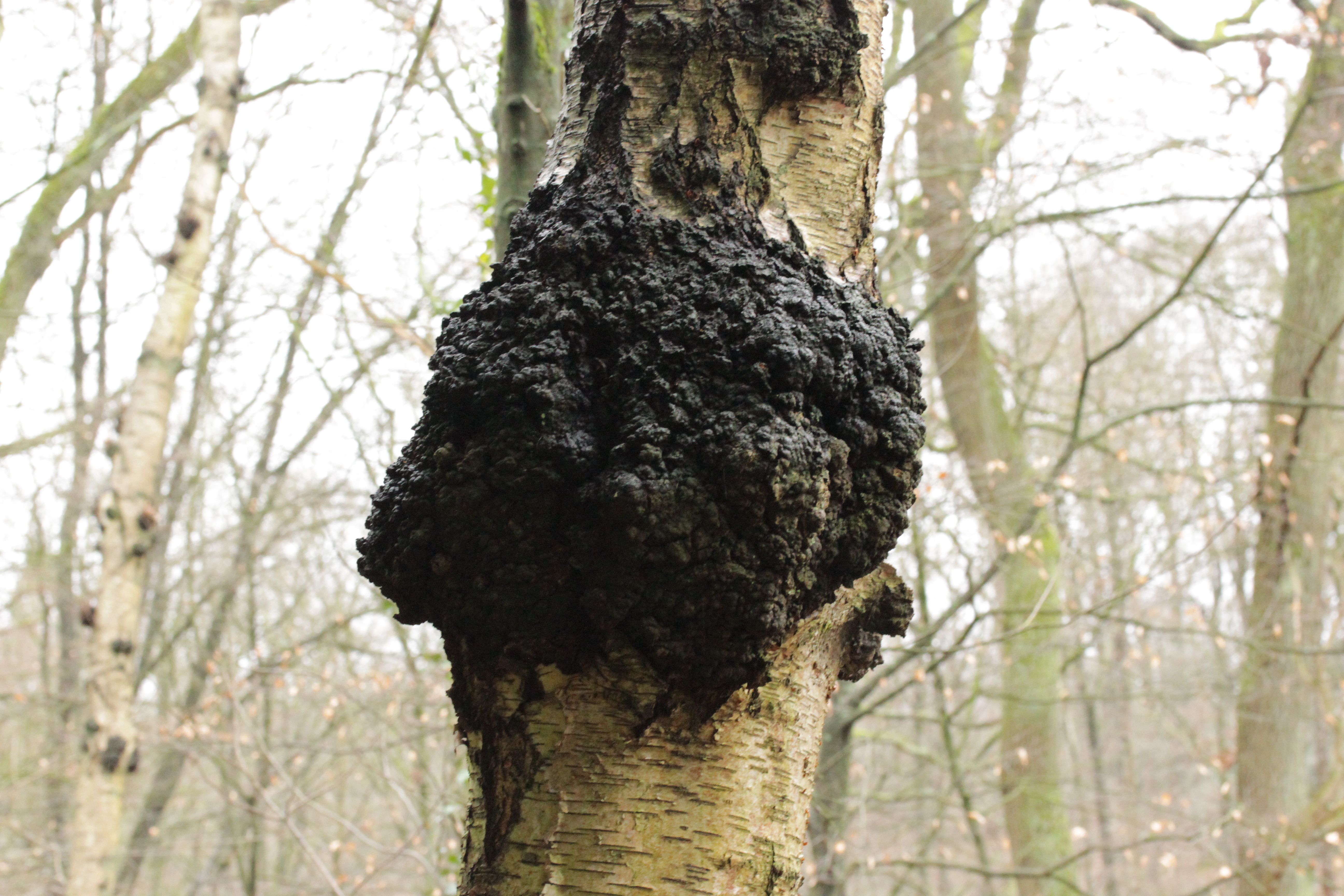 A large black cracked chaga conk bursting from the trunk of a standing birch in winter woodland.