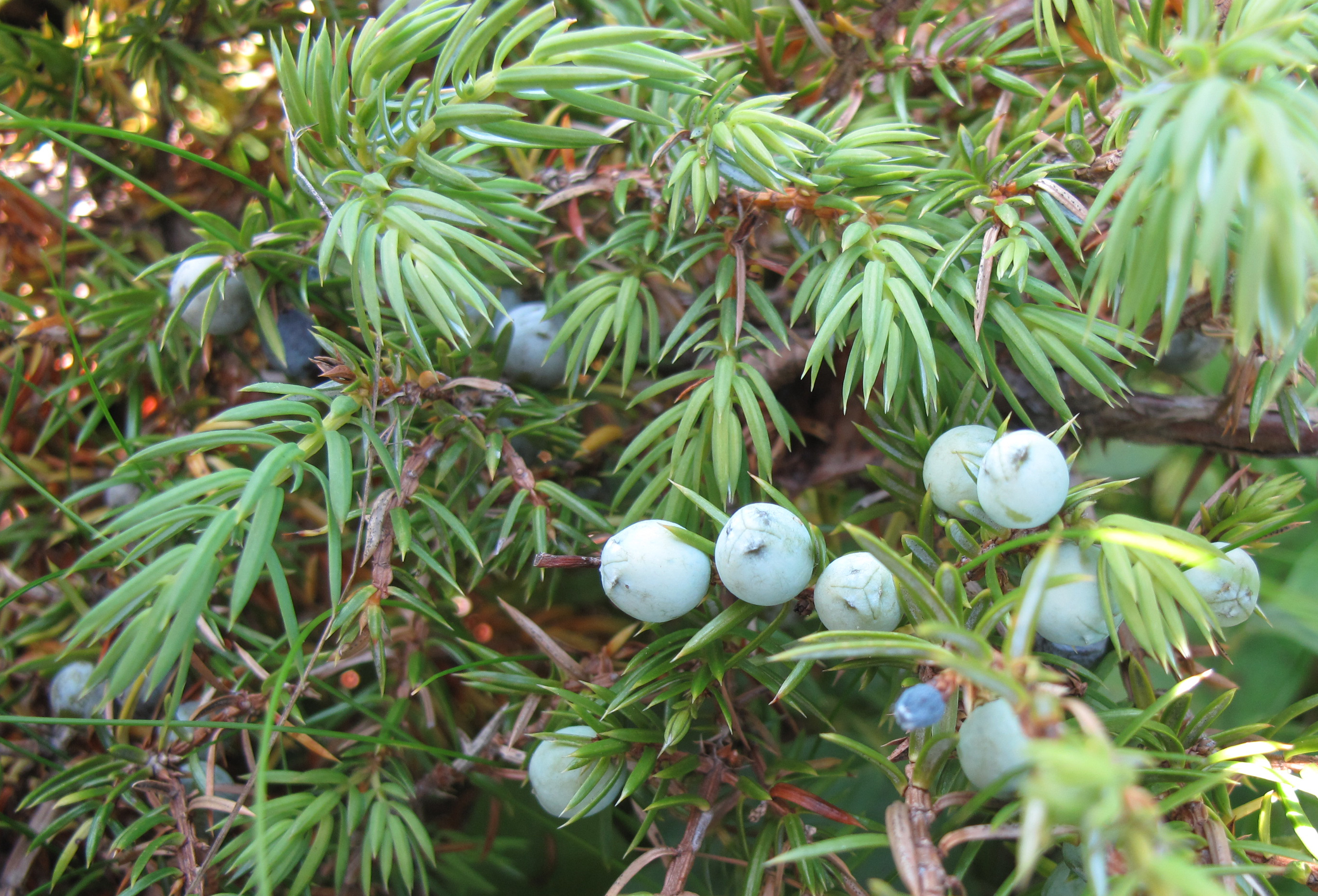 Common juniper twigs with sharp needle leaves and fleshy berry-like female cones.
