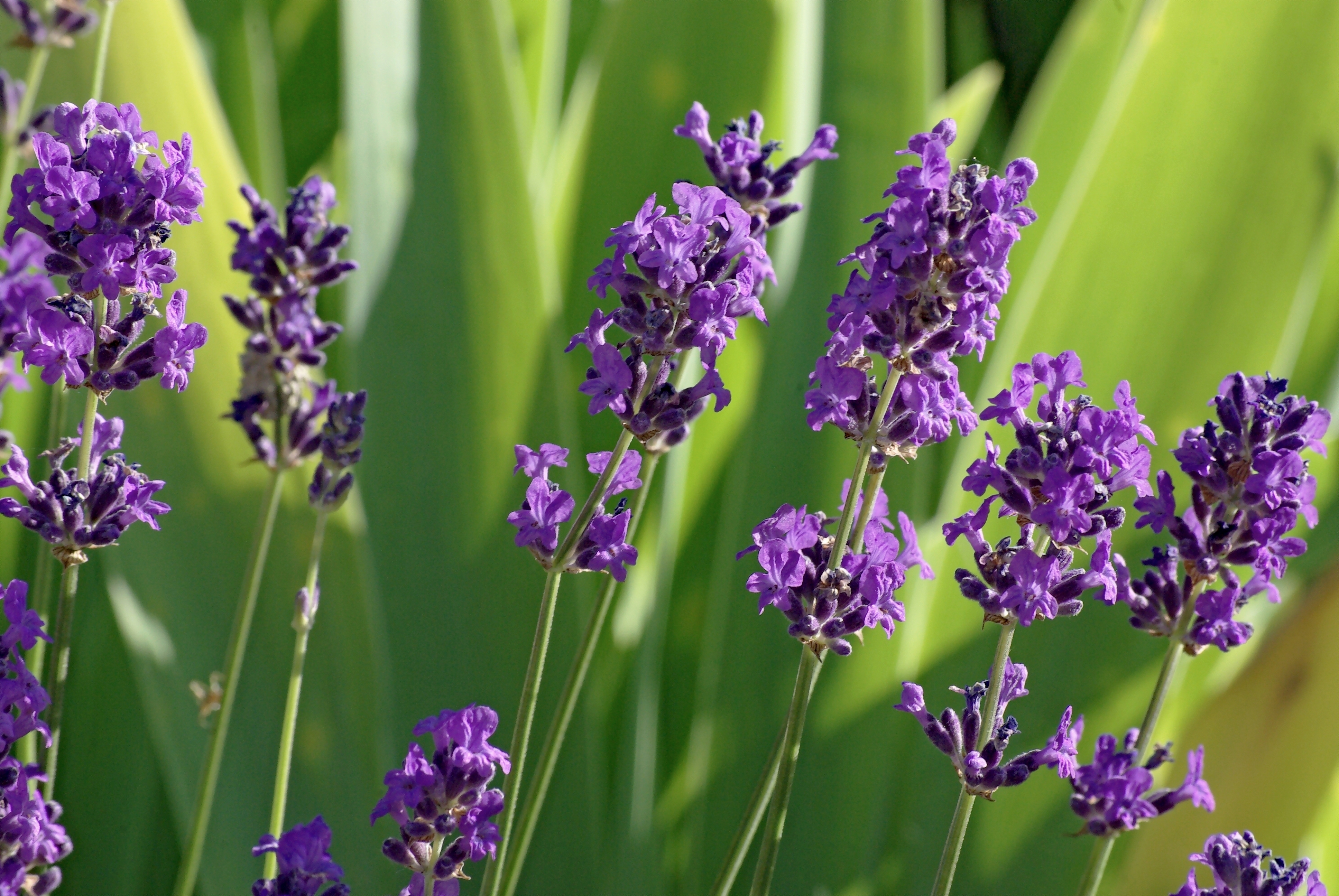 Common lavender in flower, slender purple flower spikes above narrow grey-green foliage.