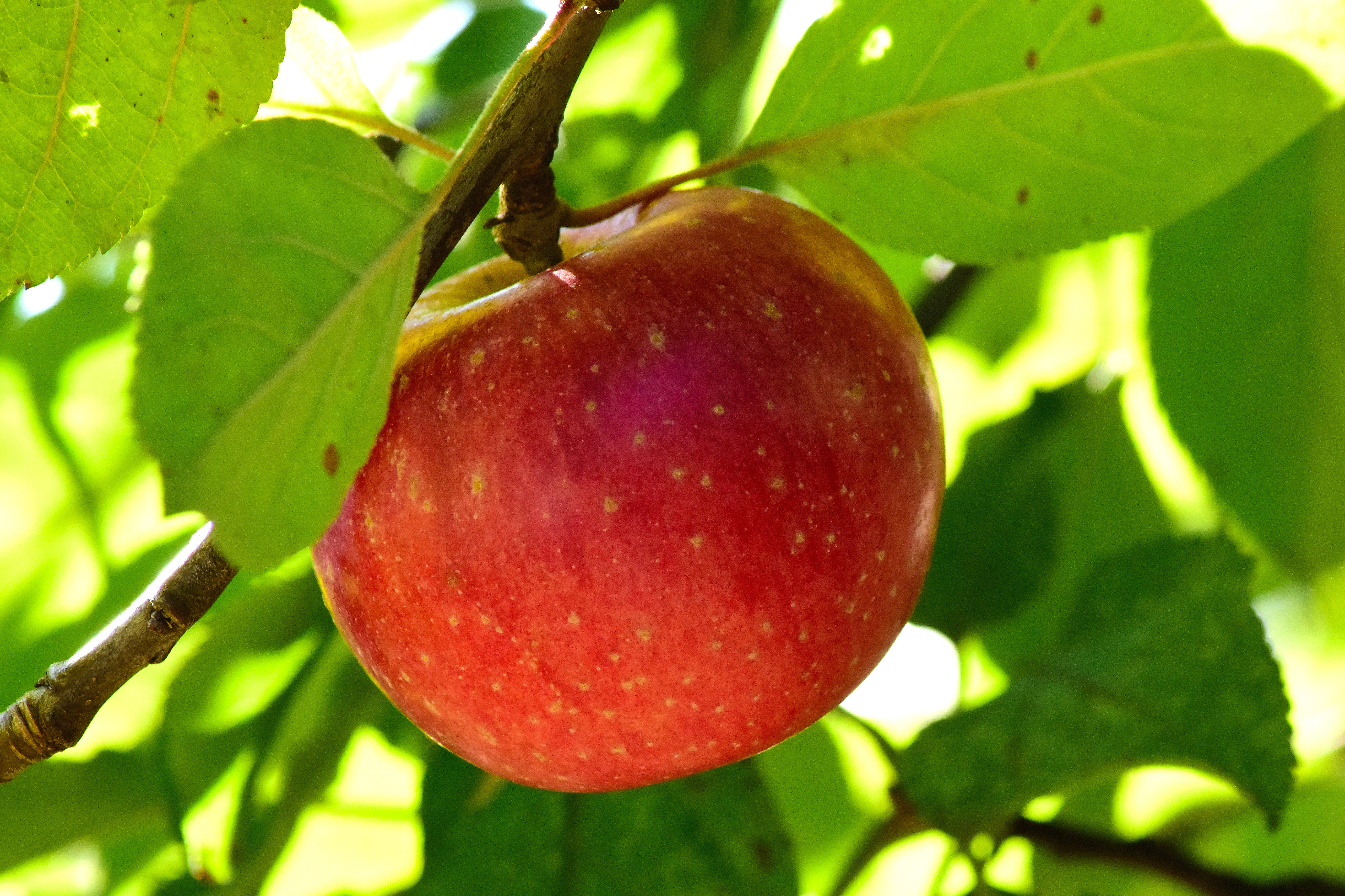 A single ripe deep-red apple hanging on the branch with backlit green leaves, skin and lenticels visible.