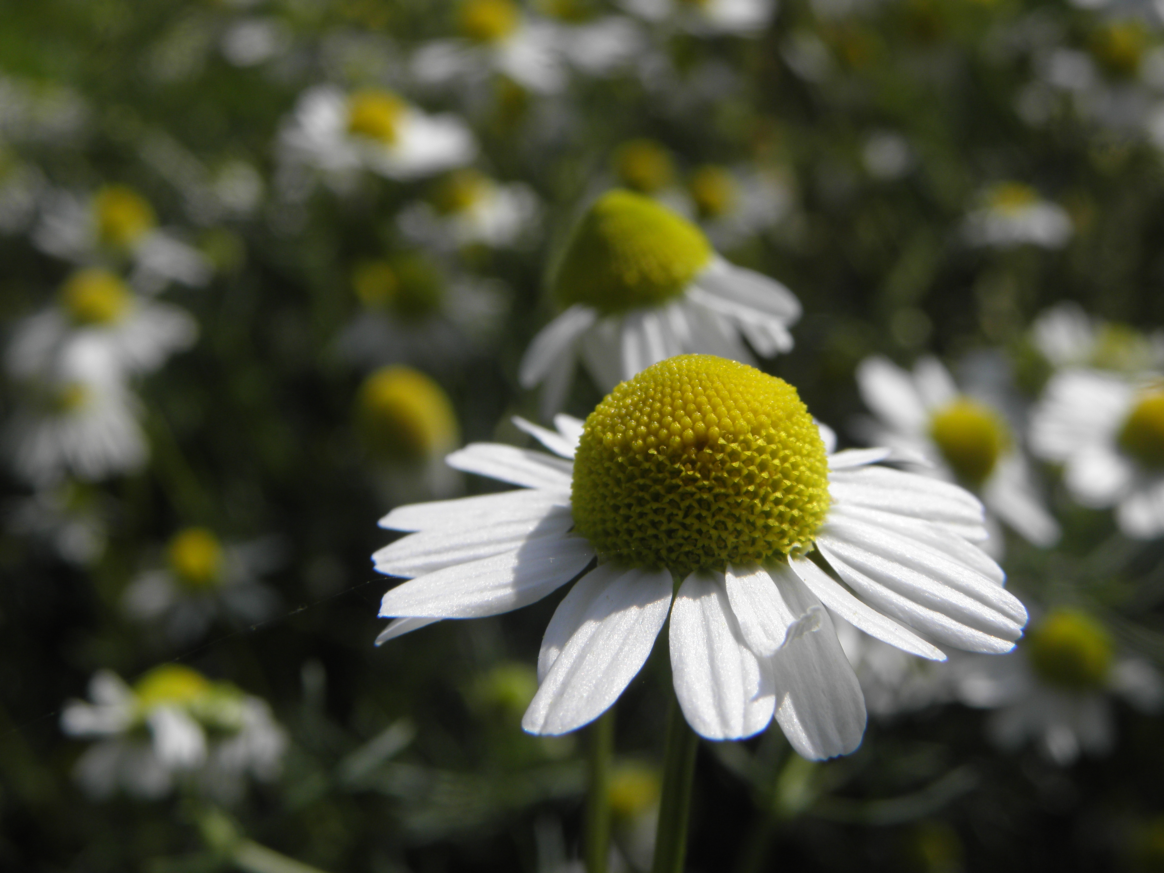 German chamomile plants in flower, white ray petals around raised yellow centres, growing outdoors.