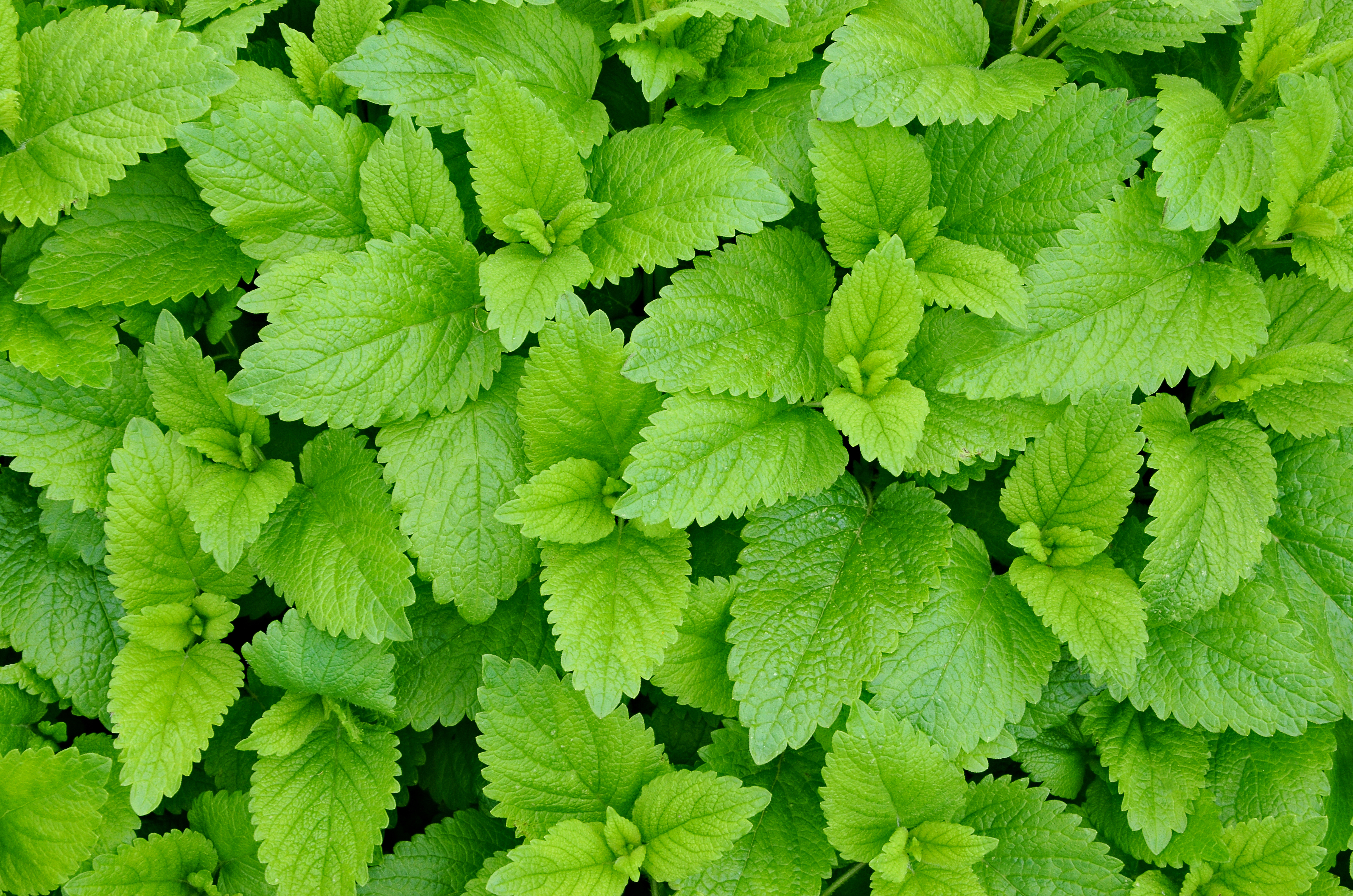 Close view of lemon balm foliage, heart-shaped green leaves with scalloped edges and deep veining.
