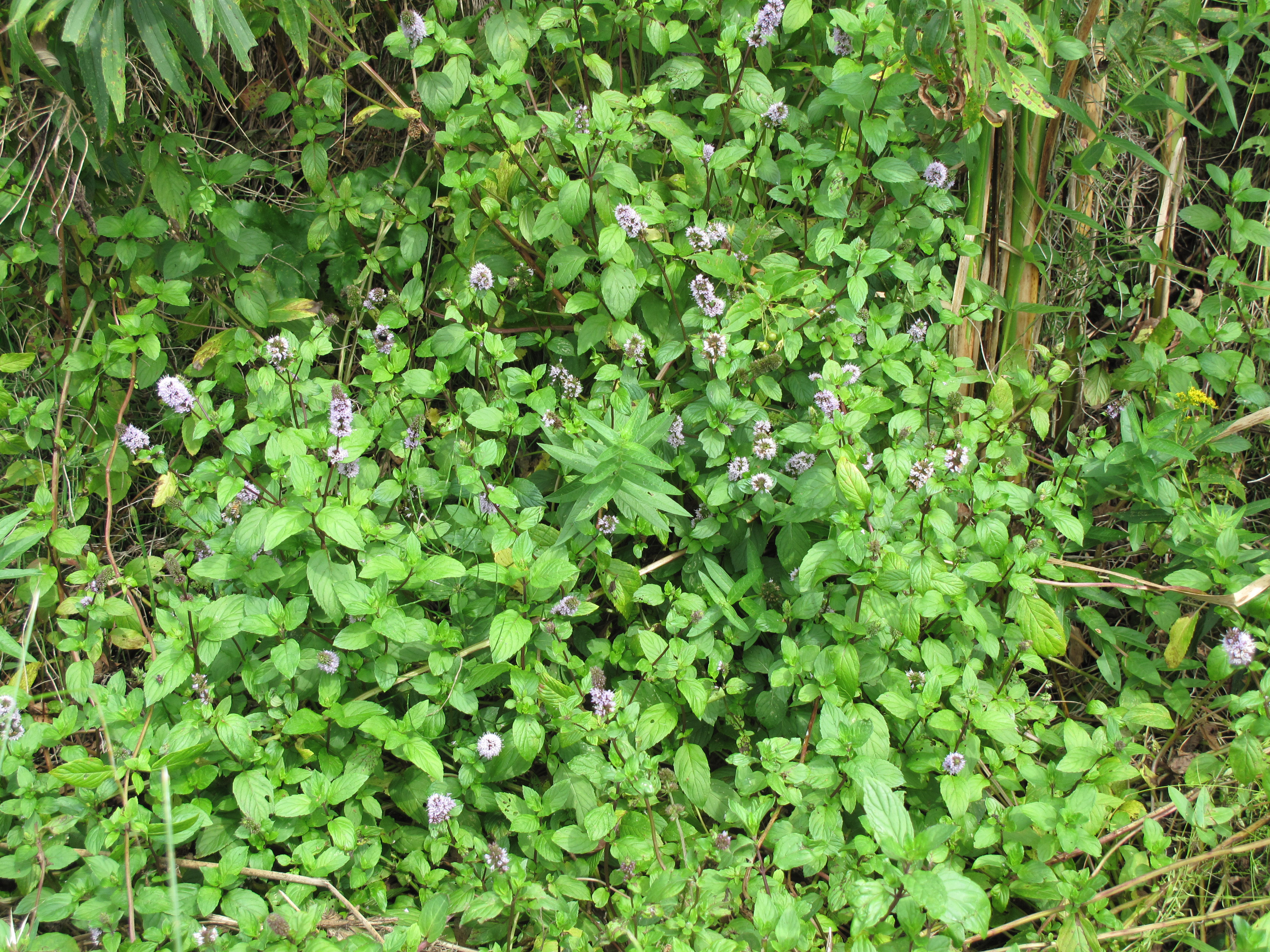 Peppermint plants in flower with pale purple inflorescences and toothed green leaves.