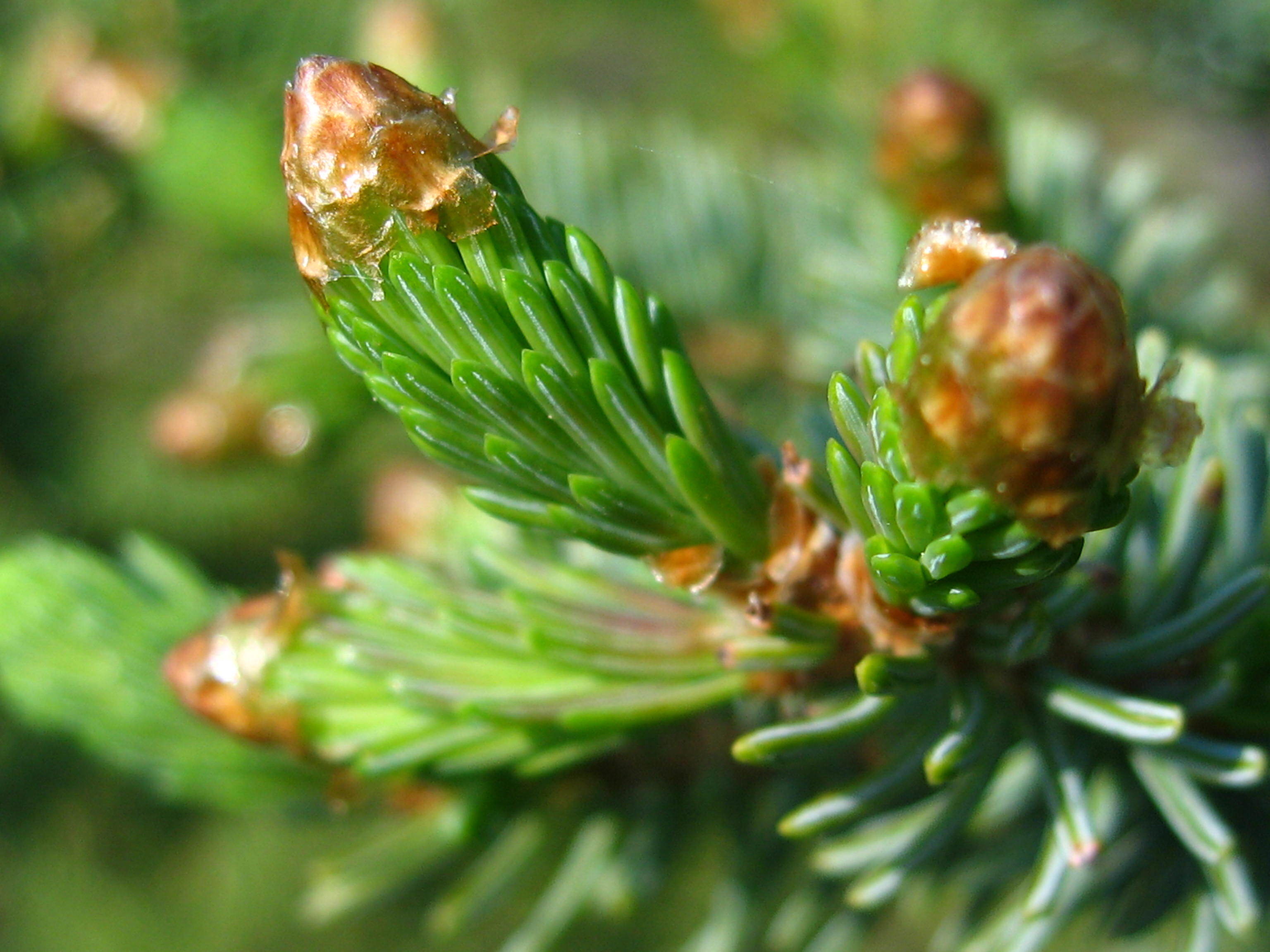 Bright new spring growth tips pushing out of papery brown bud caps on a white spruce branch.