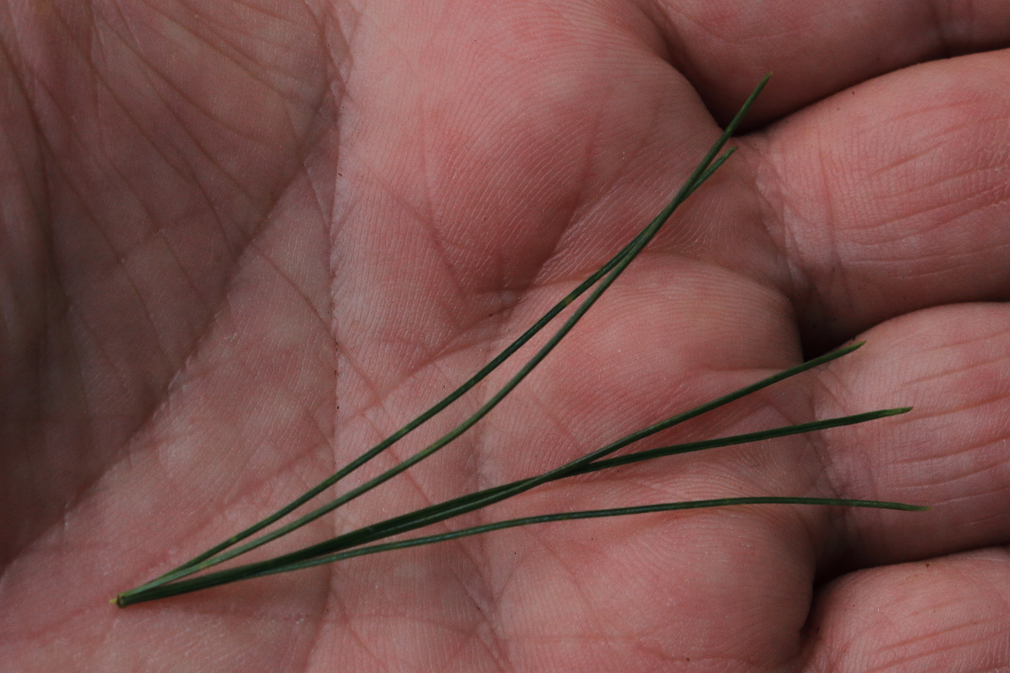 Eastern white pine needles about six centimetres long, growing in bundles of five.