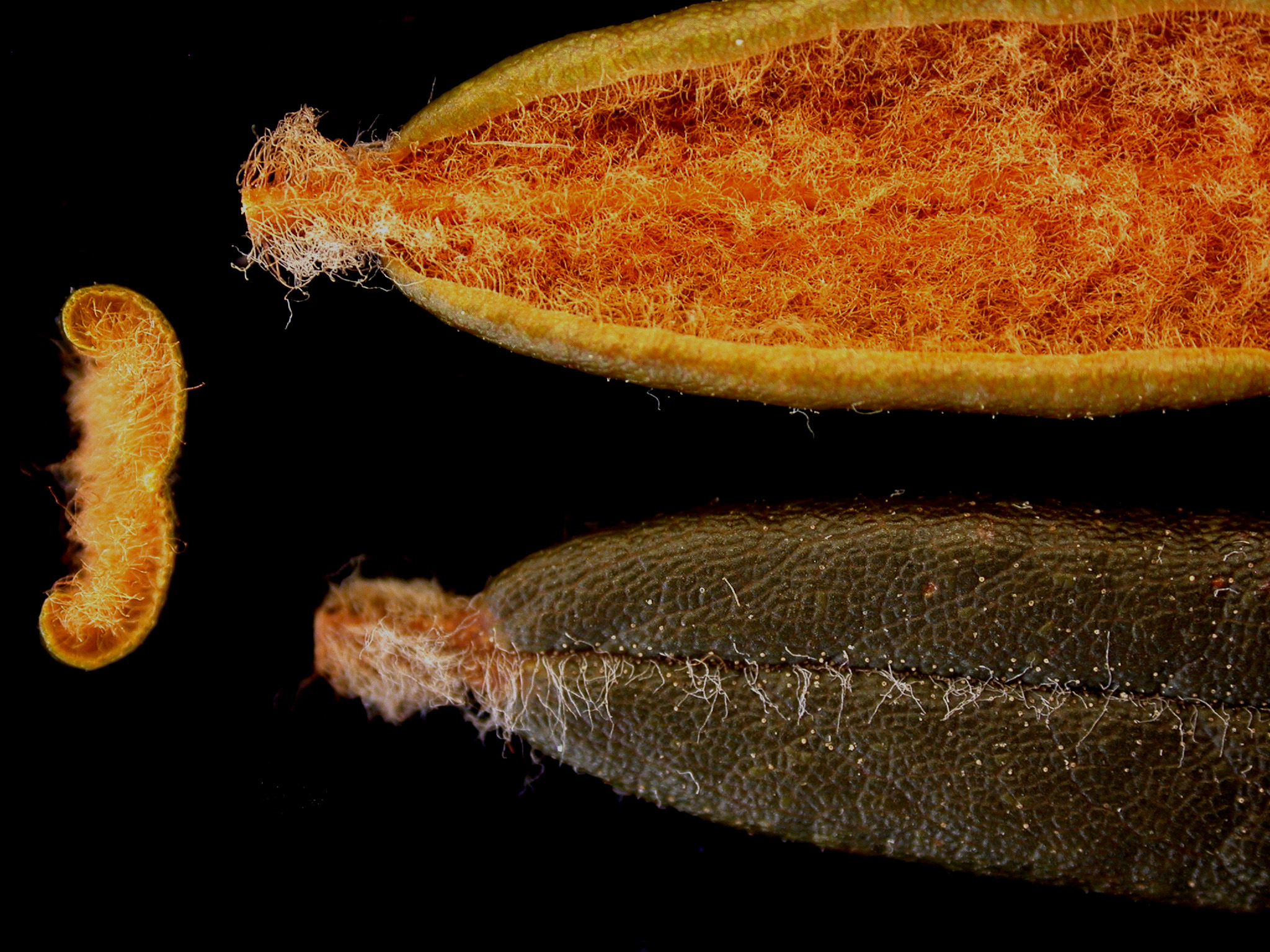 Labrador tea leaves shown from beneath and above, with rusty hairs visible on the underside.