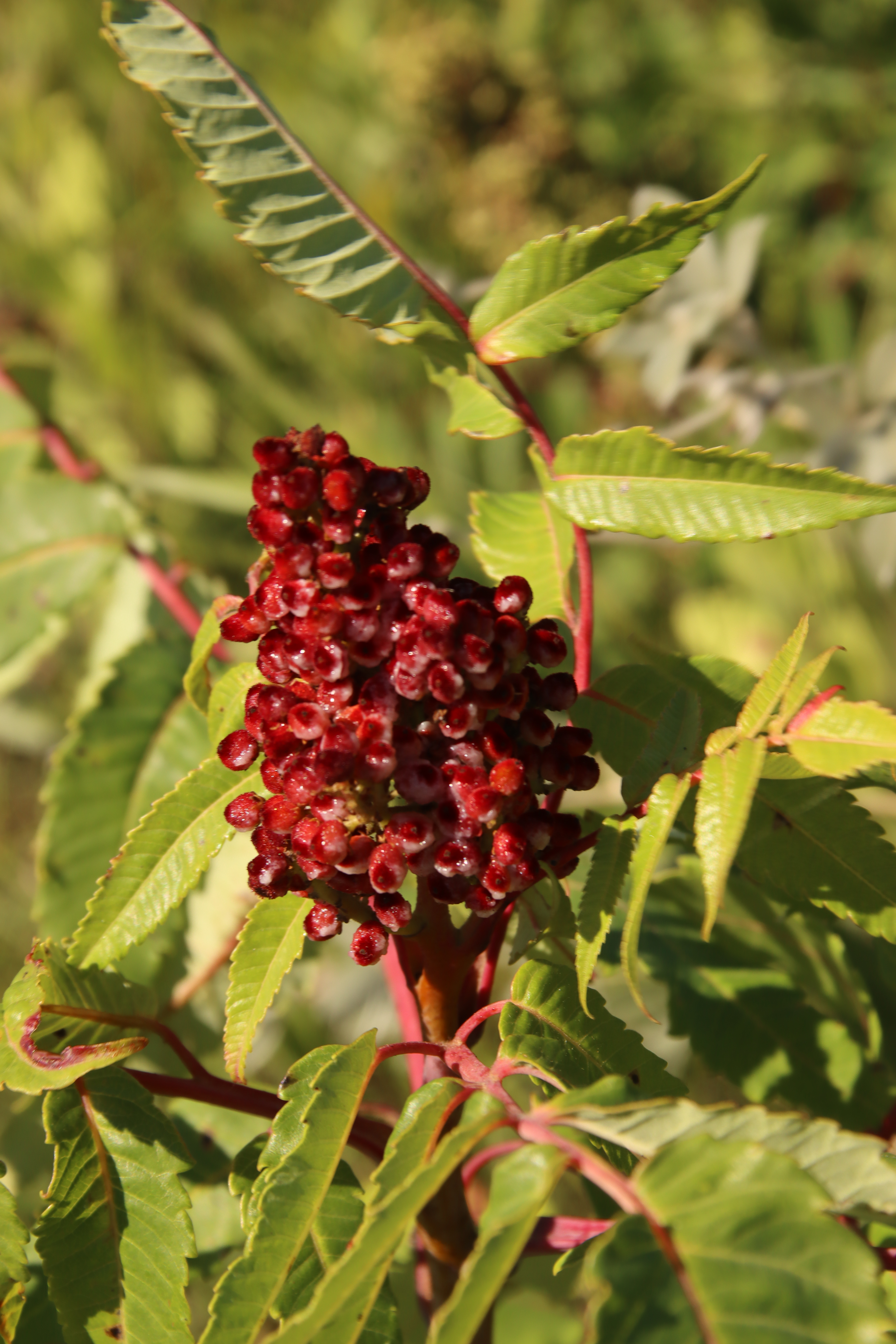 A dense upright cluster of deep-red smooth sumac drupes at a branch tip, with pinnate leaves.