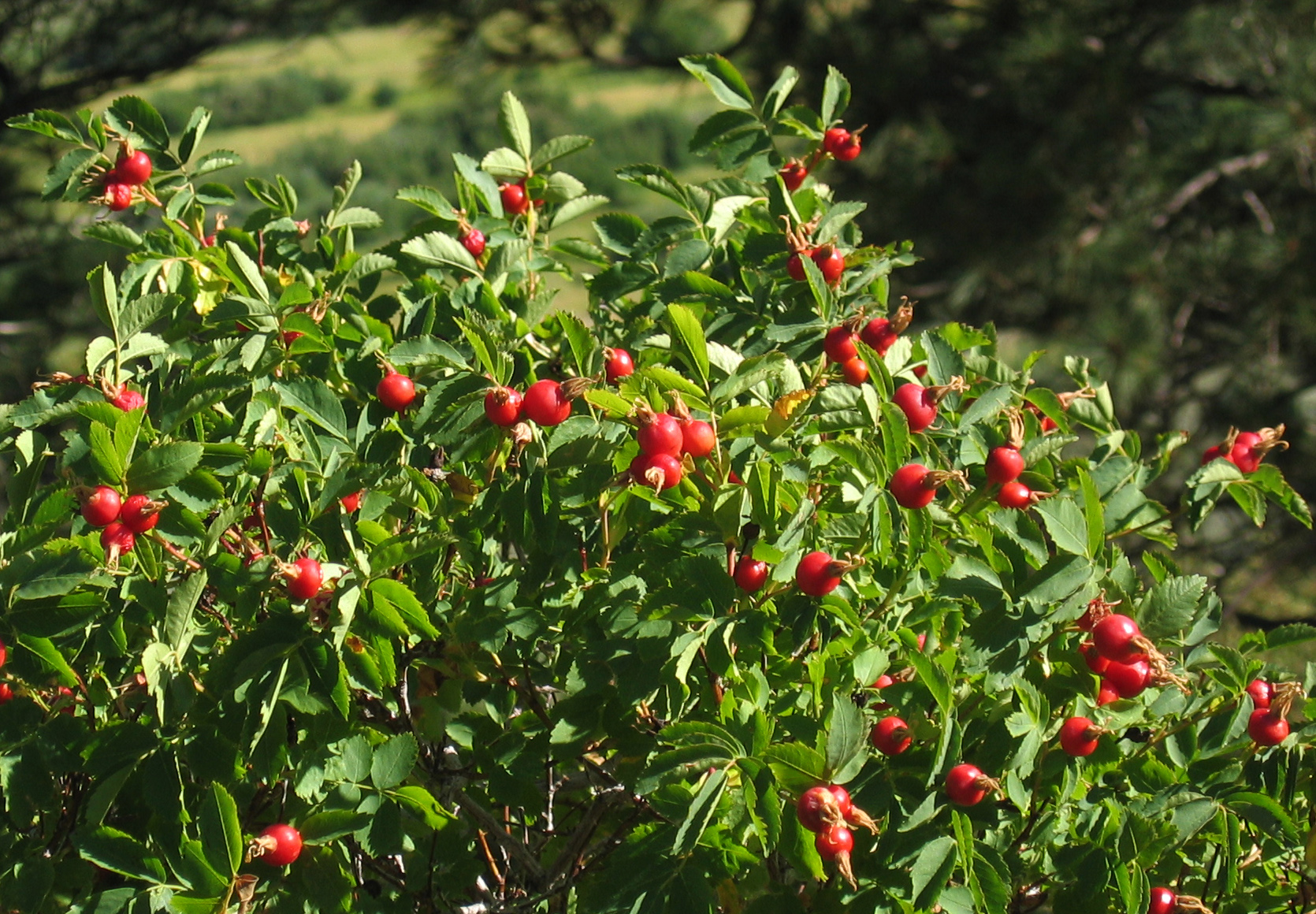 Ripe red hips of Woods' rose on the shrub, with fine leaflets, photographed in the Eastern Sierra.