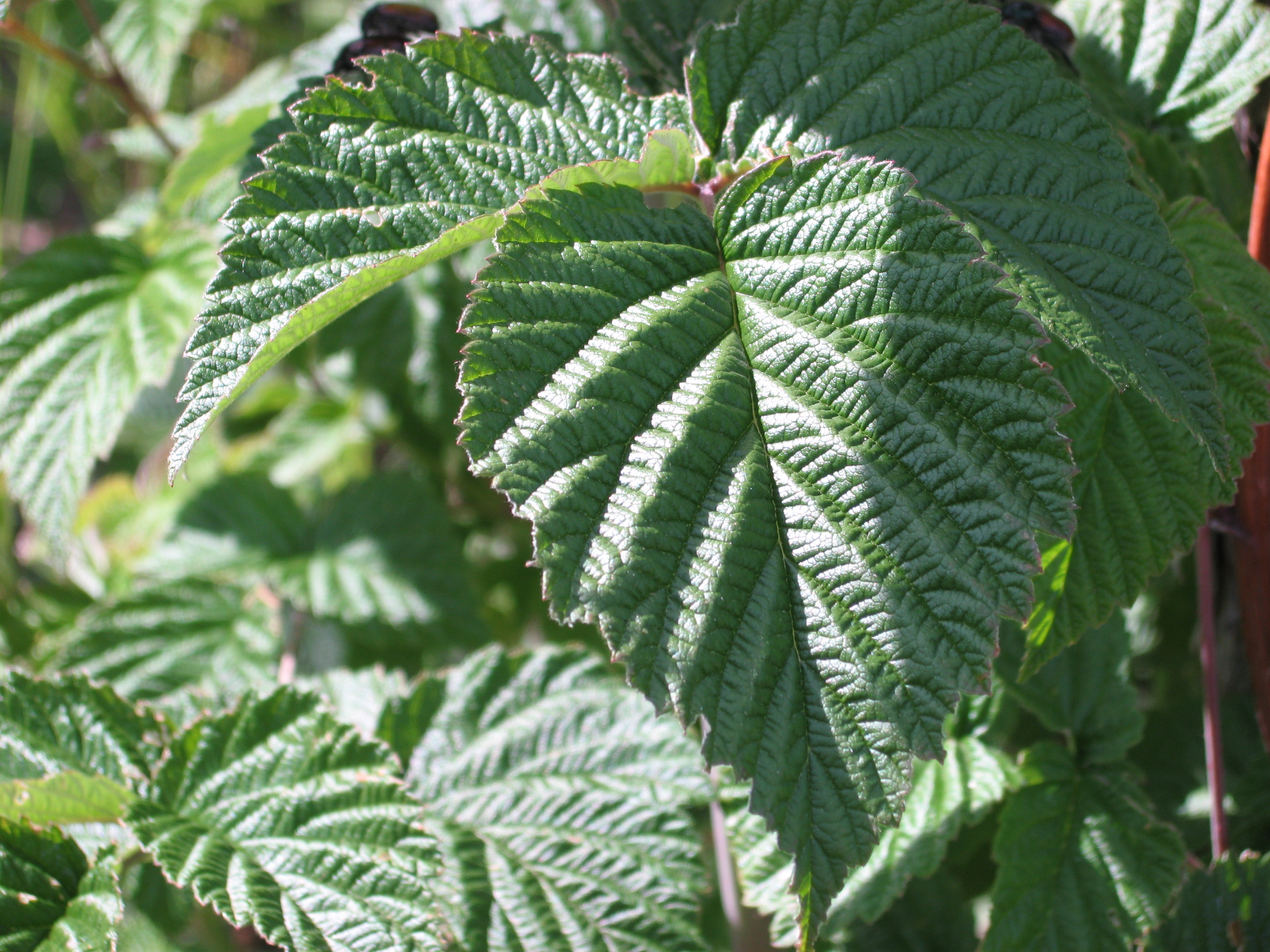 A raspberry compound leaf with toothed, deeply veined leaflets and pale undersides.
