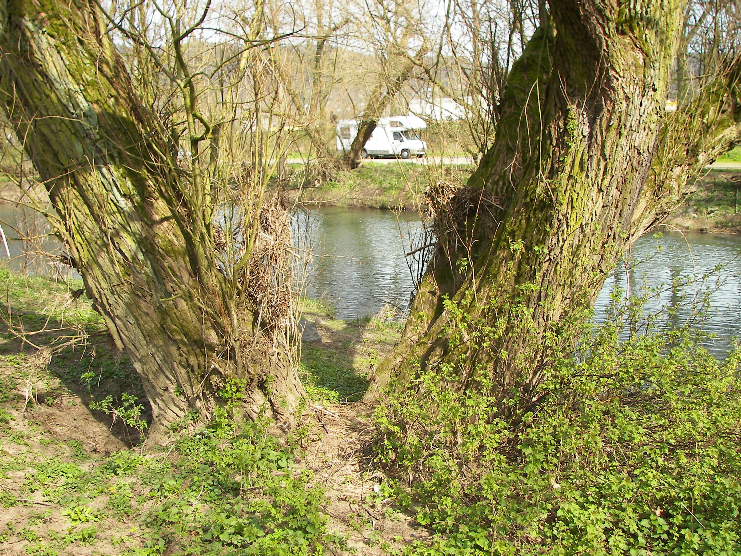 Mature white willow trees growing beside water, with long arching branches.