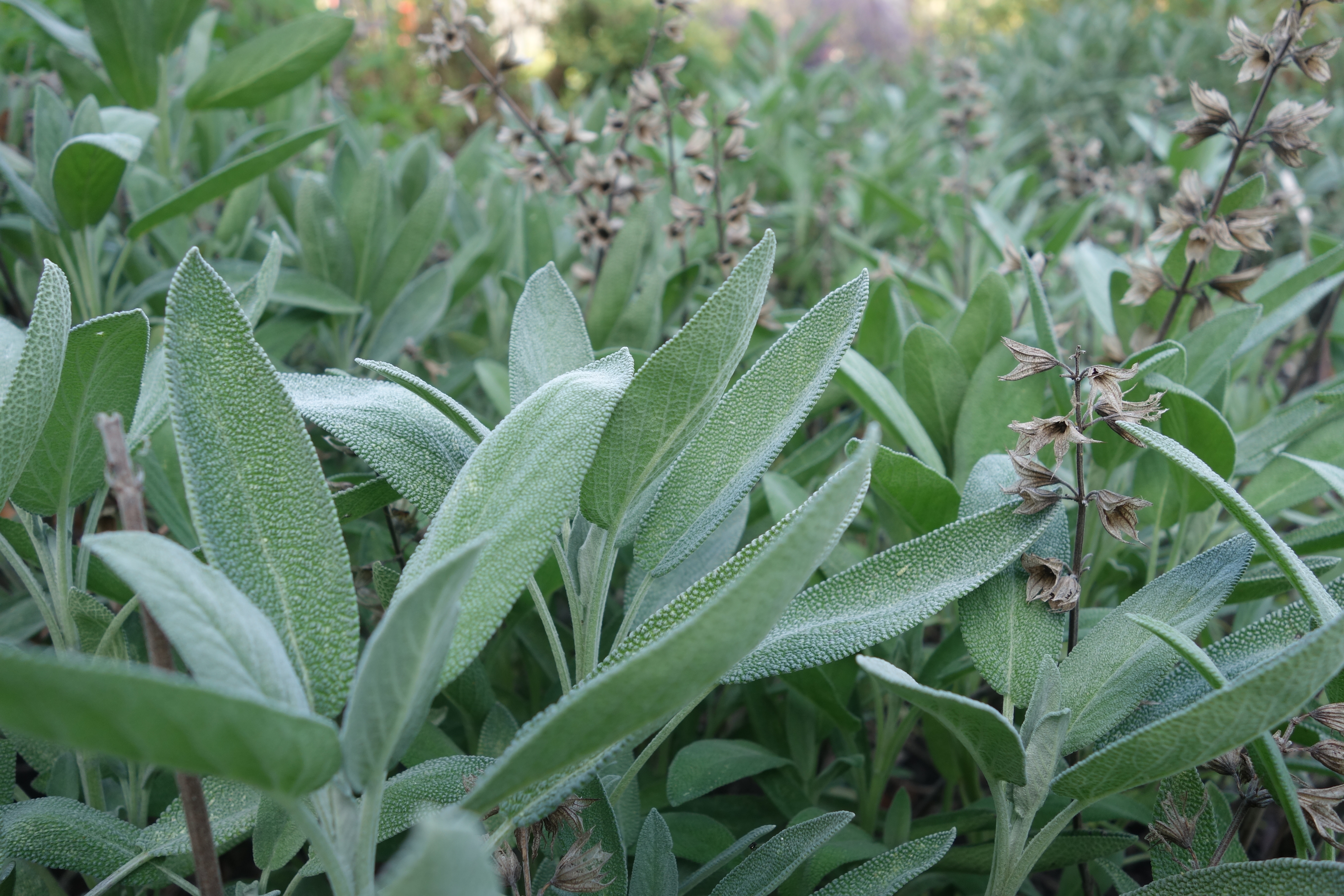Grey-green pebbled sage leaves growing in a herb bed.