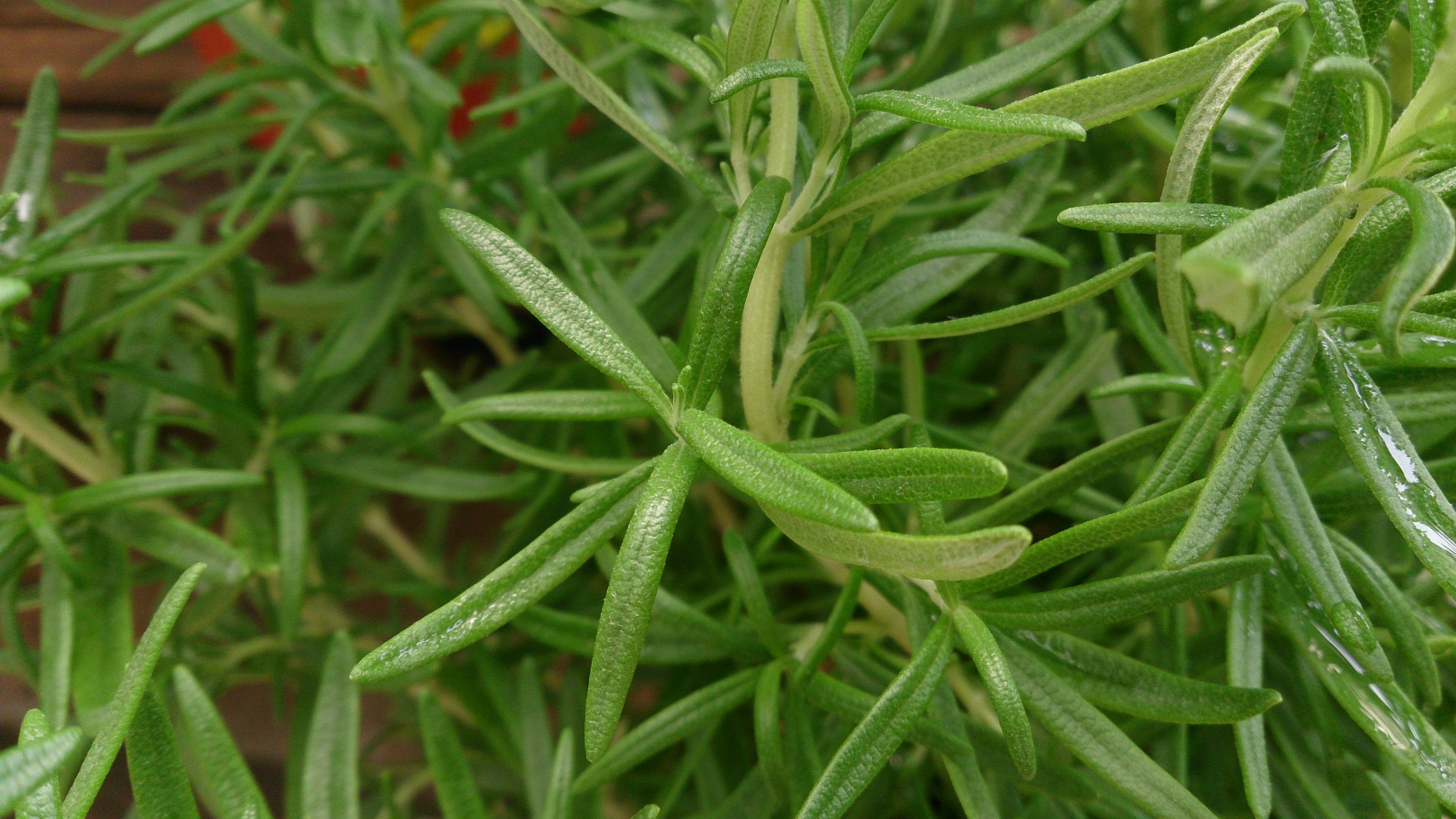Rosemary shrub foliage with whorled, leathery, dark-green needle-like leaves on woody stems.