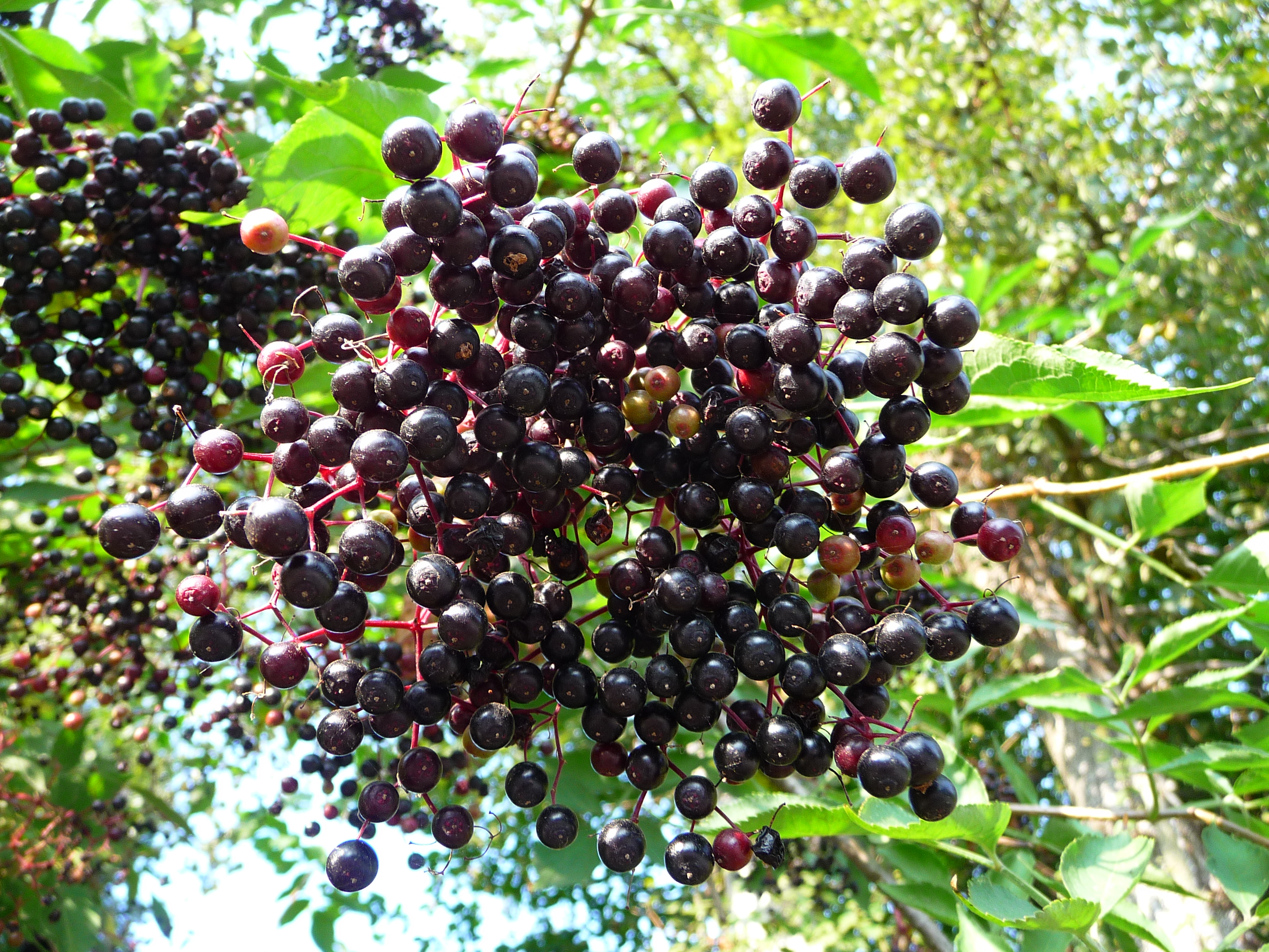 Drooping clusters of fully ripe purple-black elderberries on the bush.