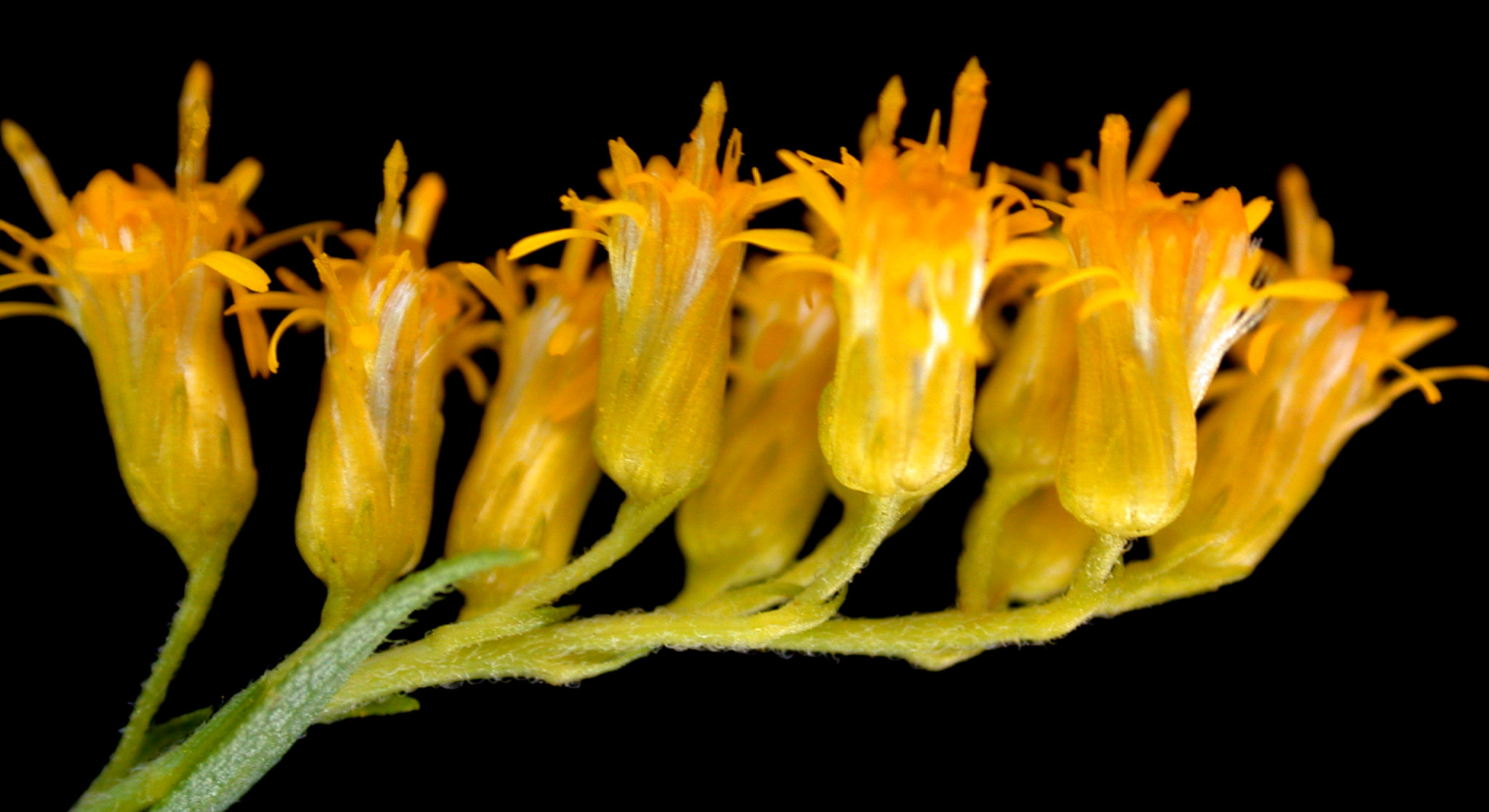 Extreme close view of individual Canada goldenrod florets, each a small yellow tube with protruding parts.