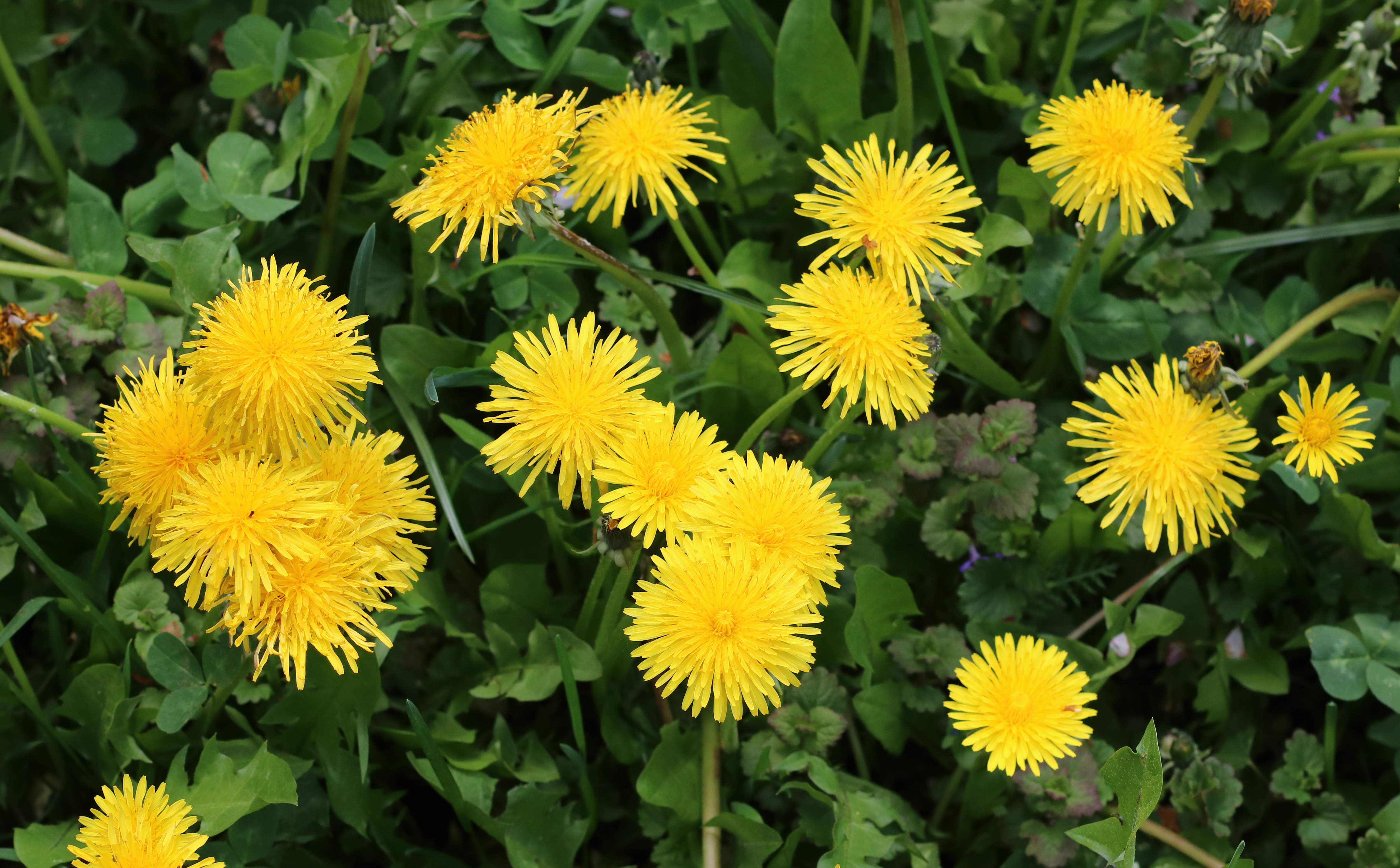Common dandelion in bloom in a wild field, bright yellow composite flower heads above lobed leaves.