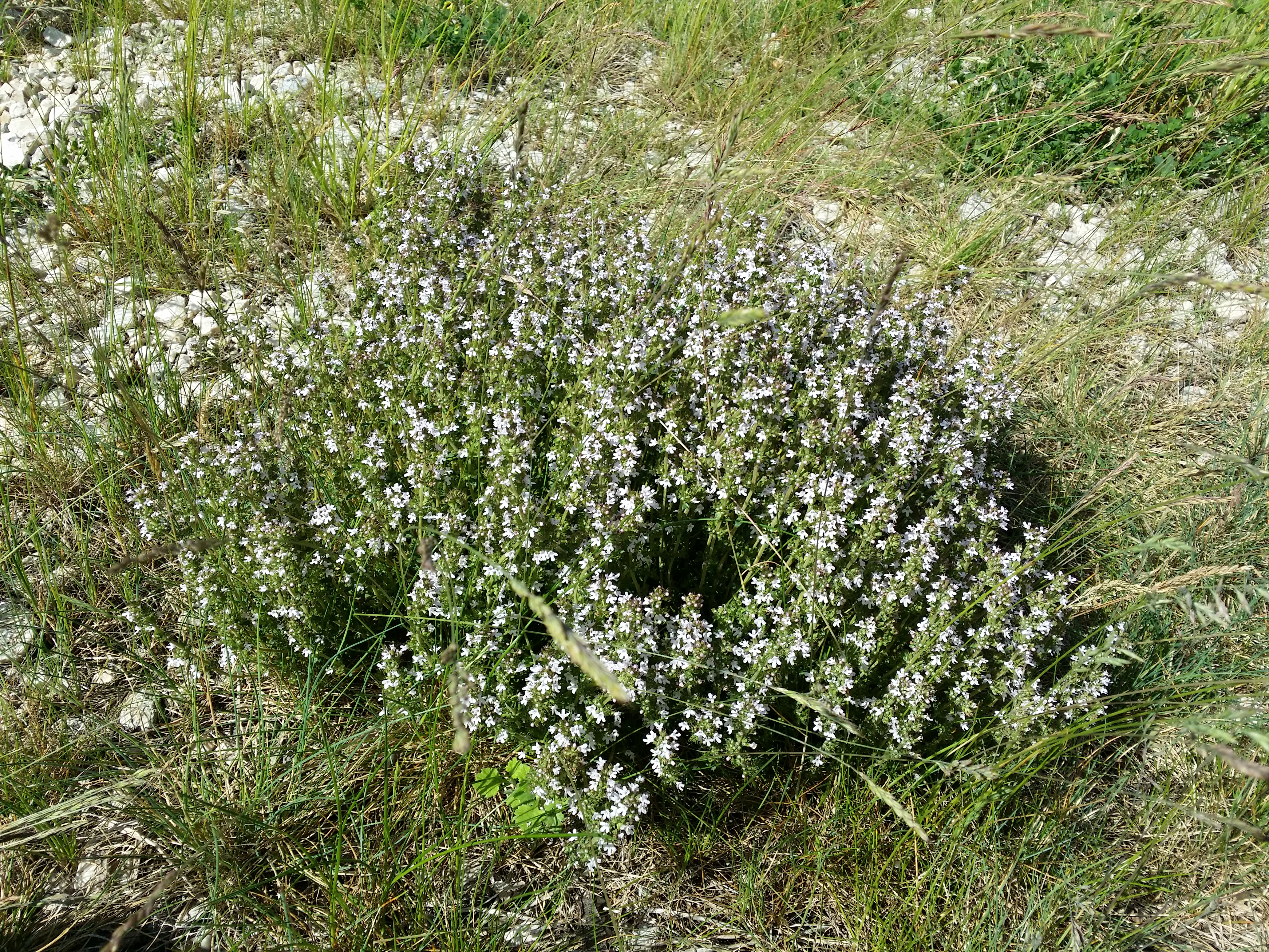 A whole low bushy common thyme plant growing on open ground.