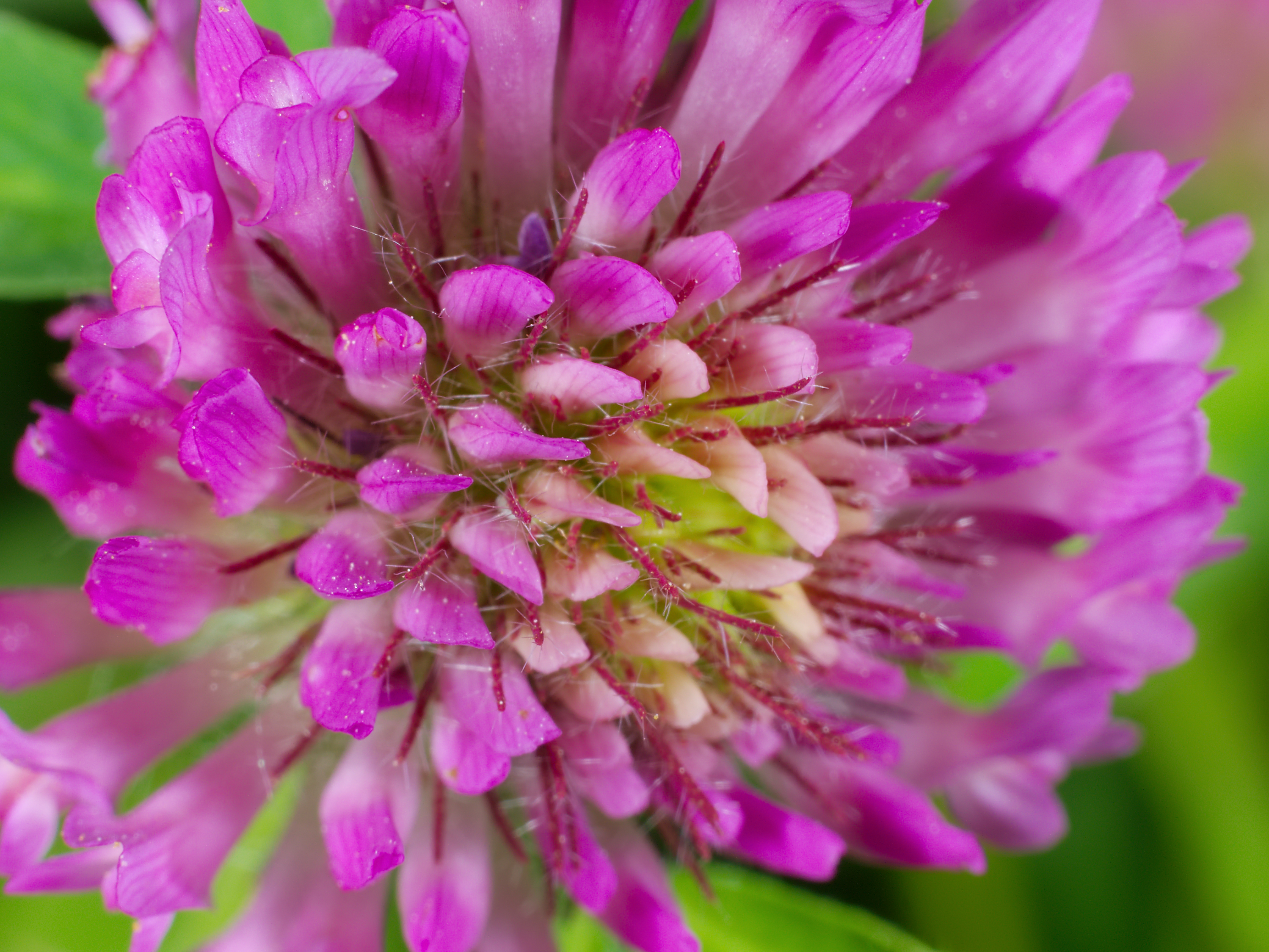 A rounded pink-purple red clover flower head above its three-part leaves.
