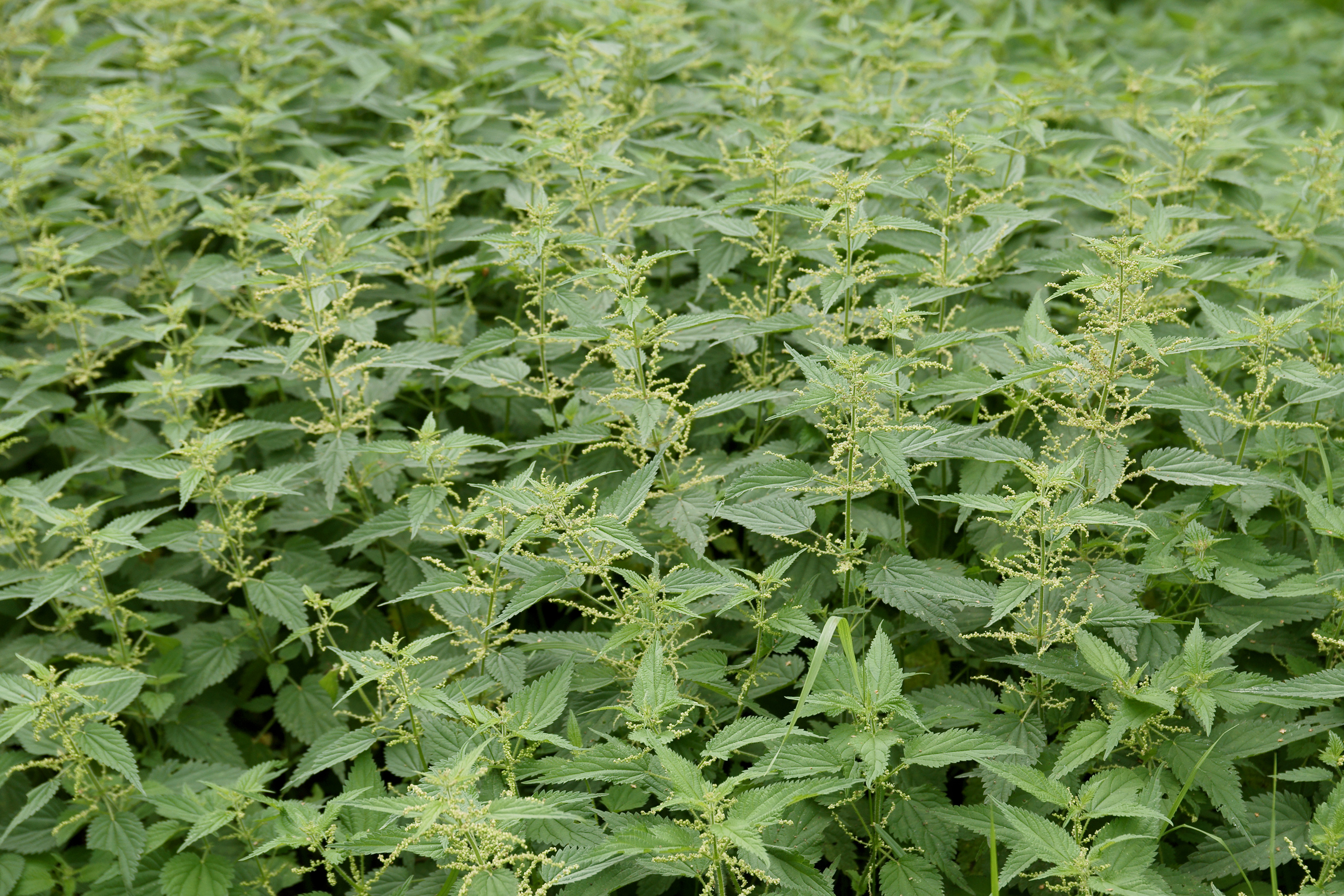 A stand of stinging nettles showing opposite toothed leaves and upright stems.