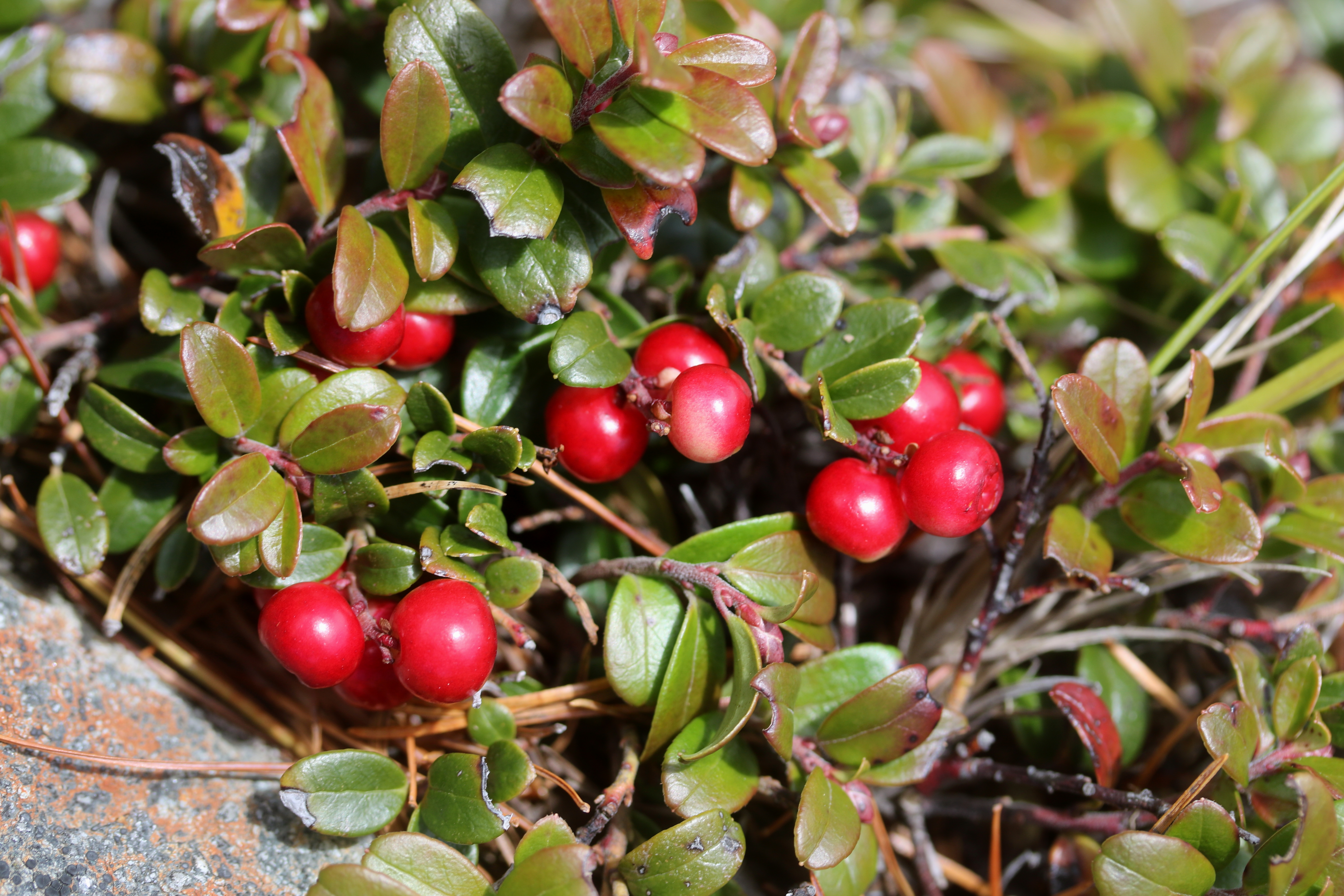 Ripe red lingonberries on the low evergreen plant in an alpine setting.