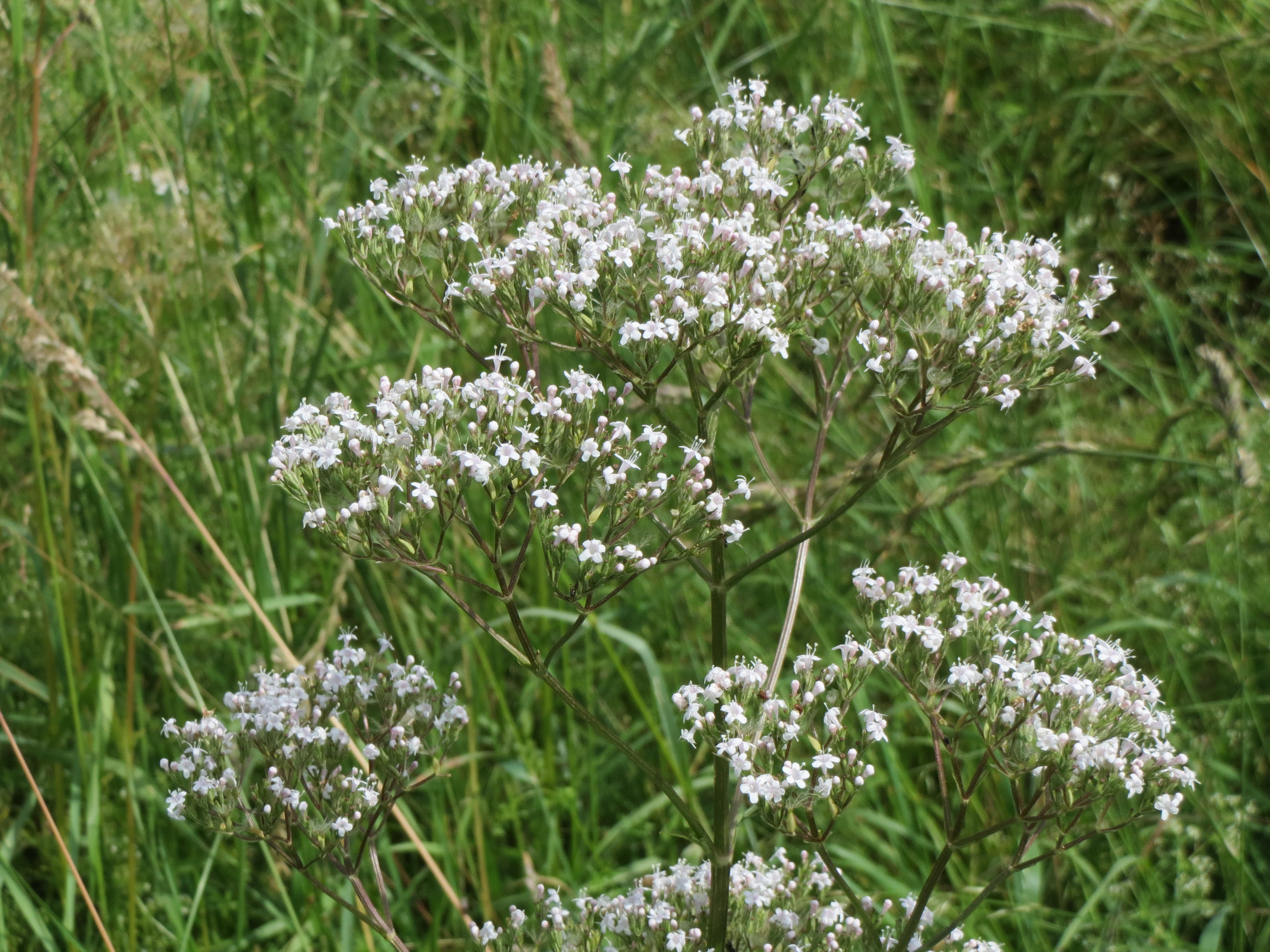 Valerian flowering in a wild meadow, domed clusters of tiny white-pink flowers on tall stems.