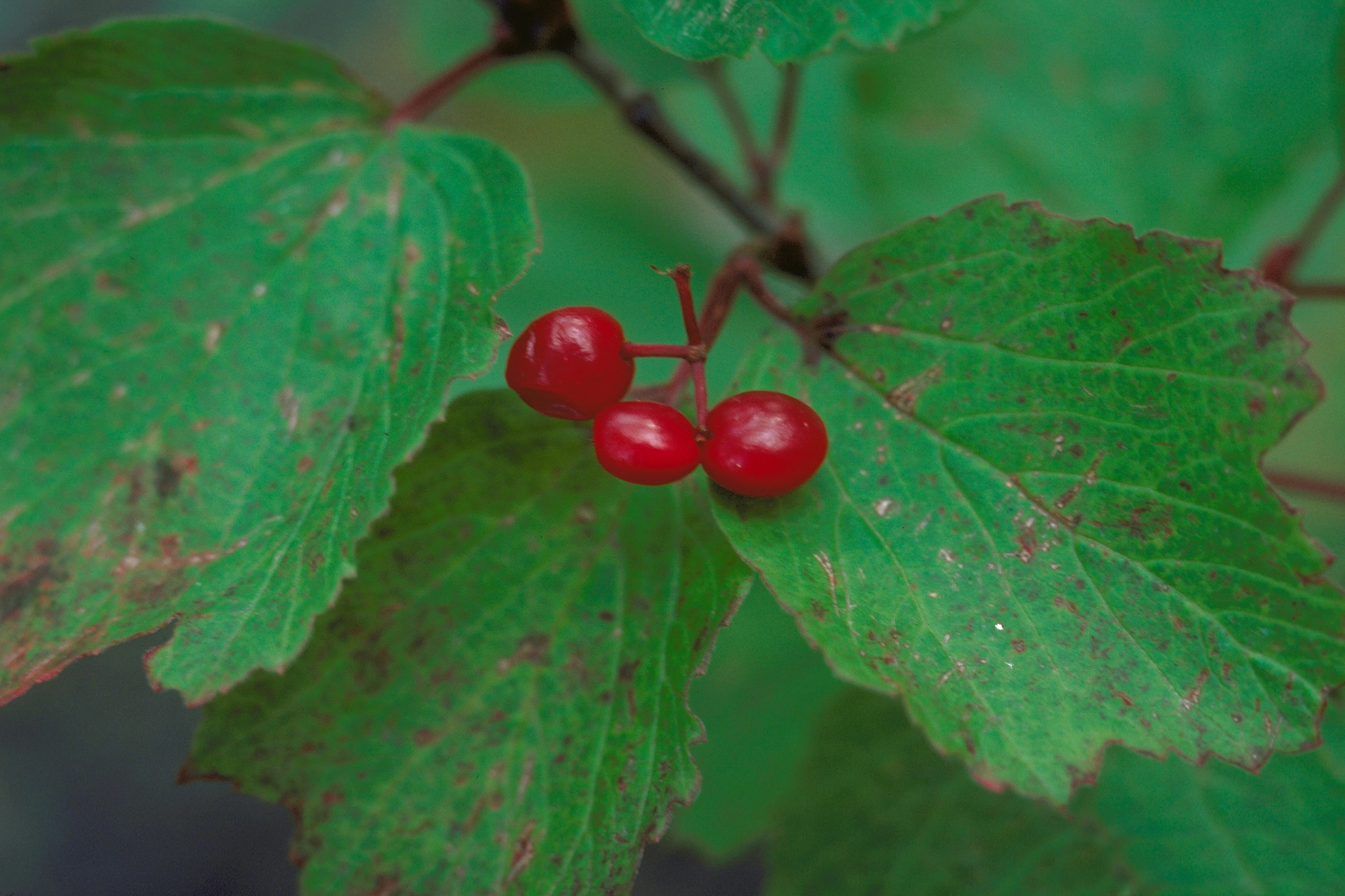 Ripe orange-red squashberry fruit hanging in small clusters.