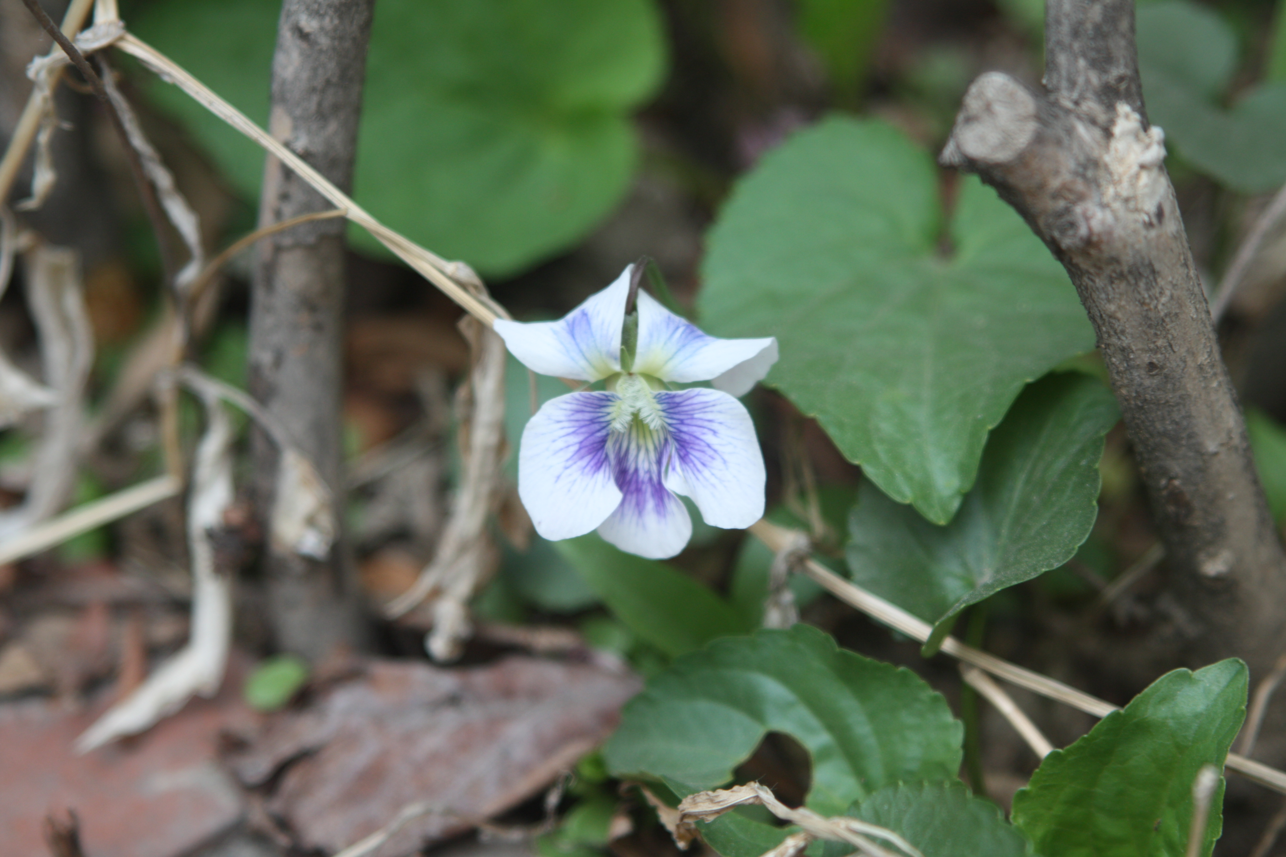 Common blue violet in flower among its heart-shaped leaves.